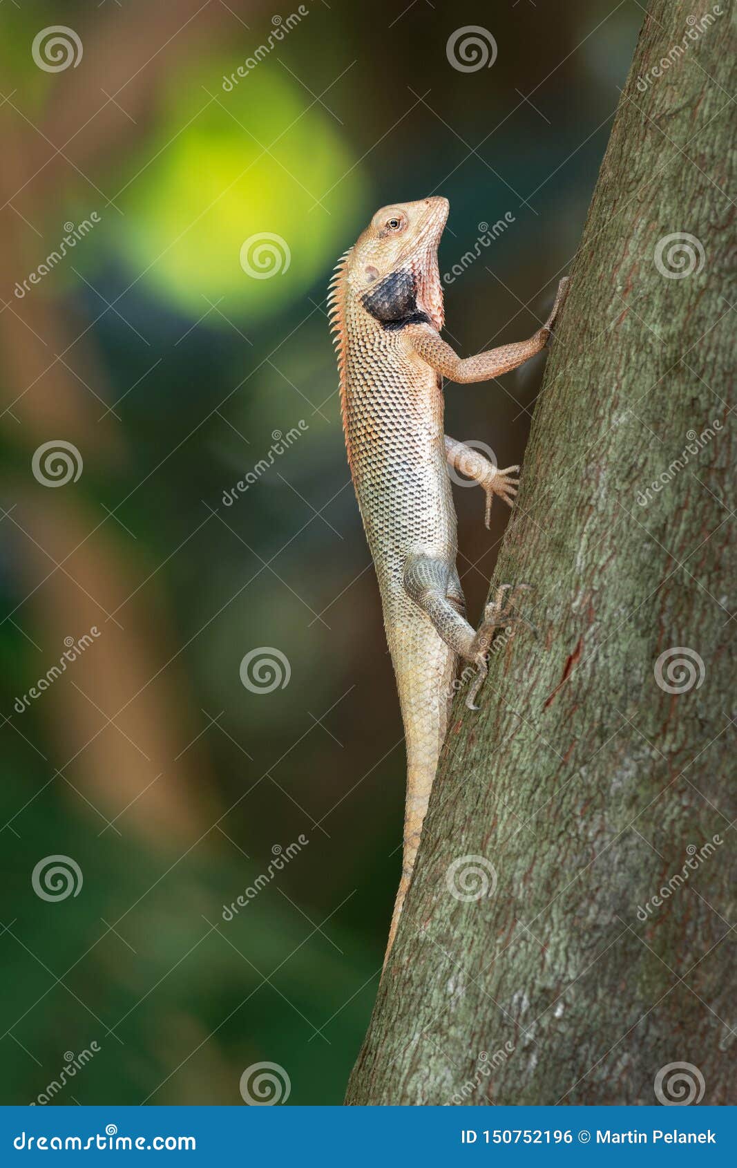 oriental garden lizard - calotes versicolor or eastern
