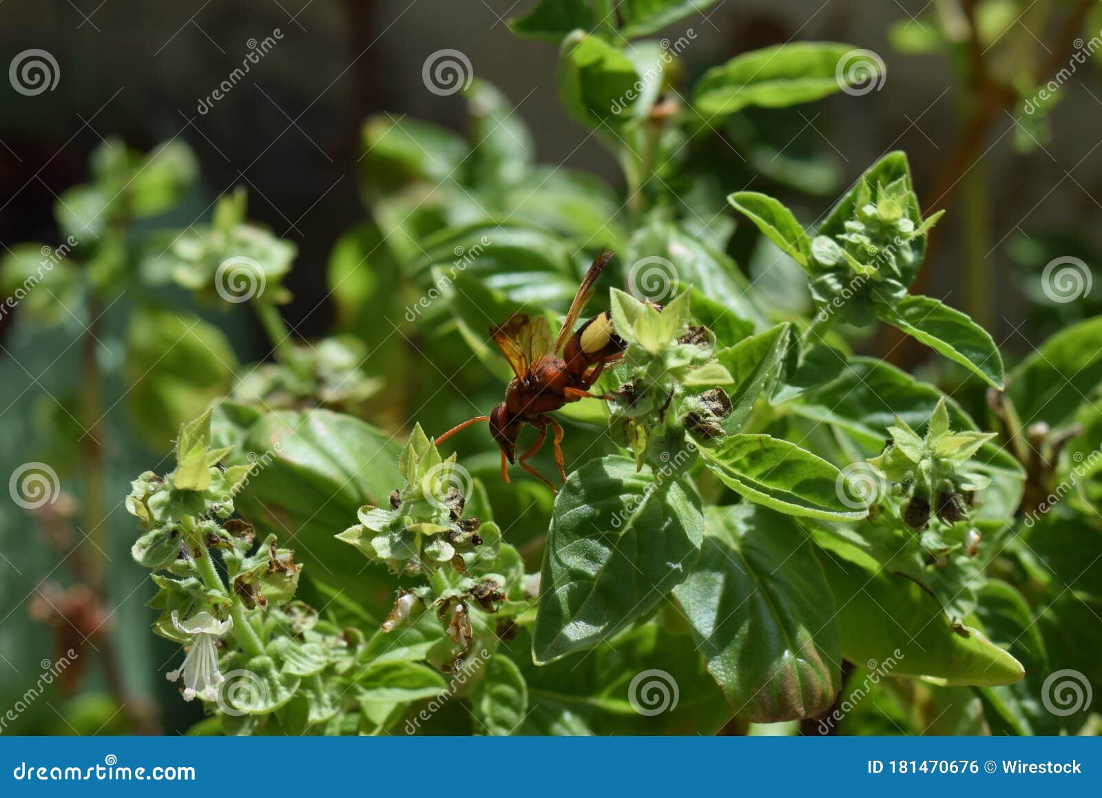 oriental hornet wasp searching for food on the leaves of the plant