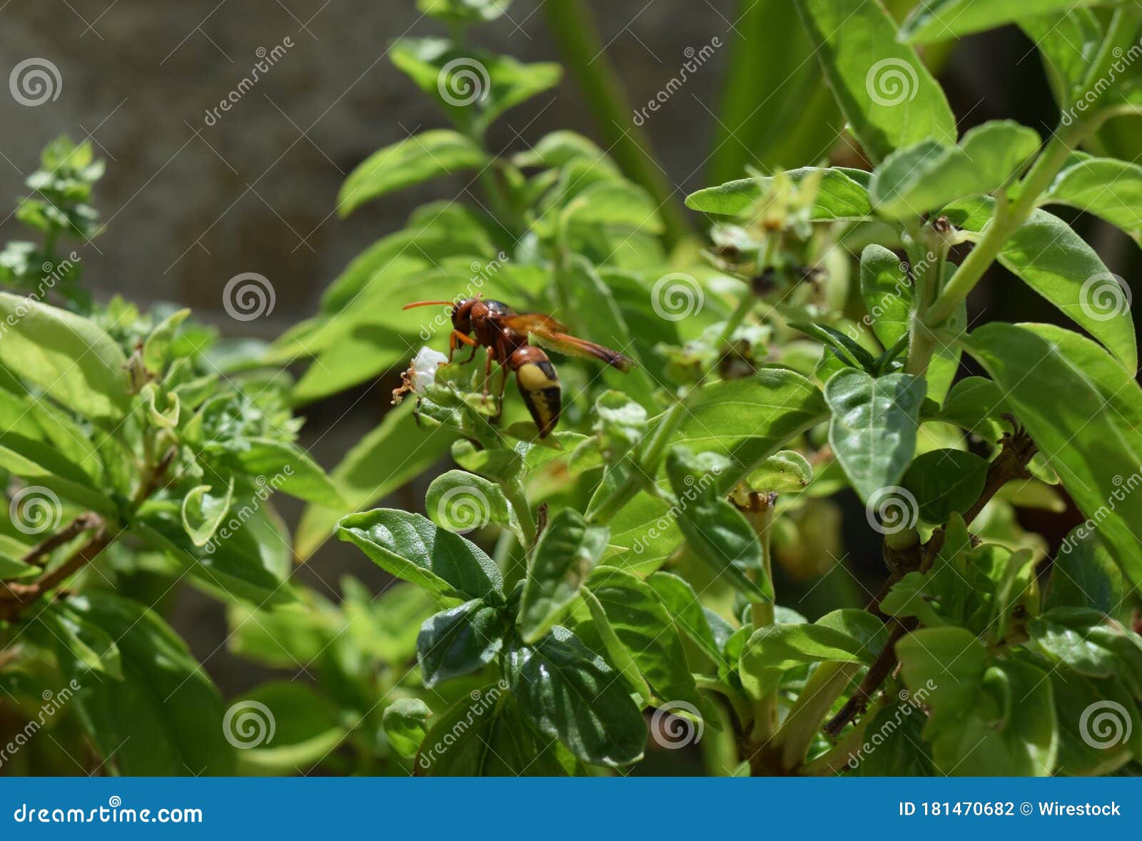 oriental hornet wasp searching for food on the leaves of the plant