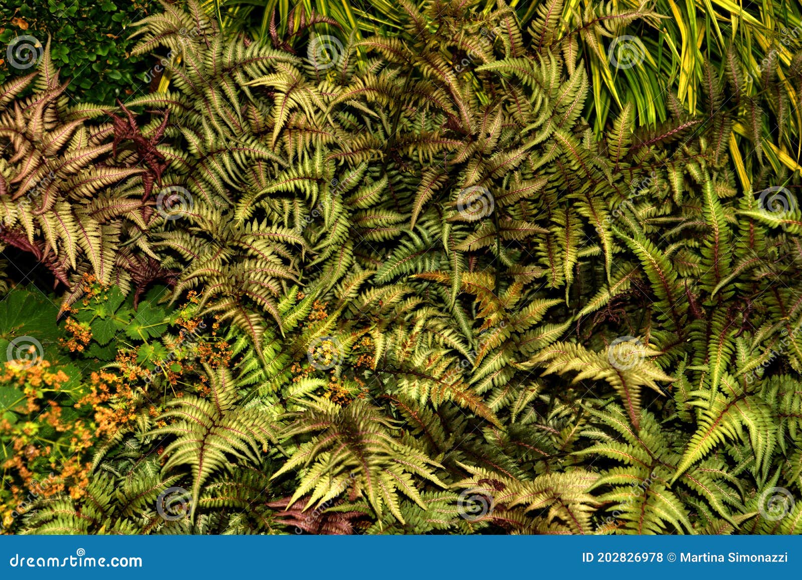 oriental ladyfern or athyrium with colorful fronds