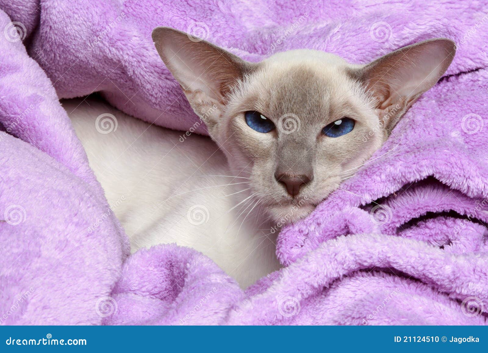  Oriental  Lilac  point Siamese Cat  Stock Photo Image of 