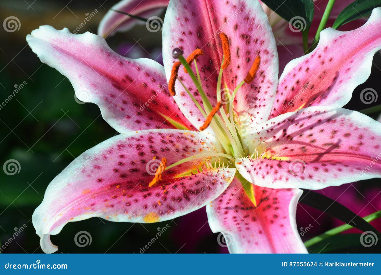 Oriental Lily stock photo. Image of growing, close, bloom 87555624