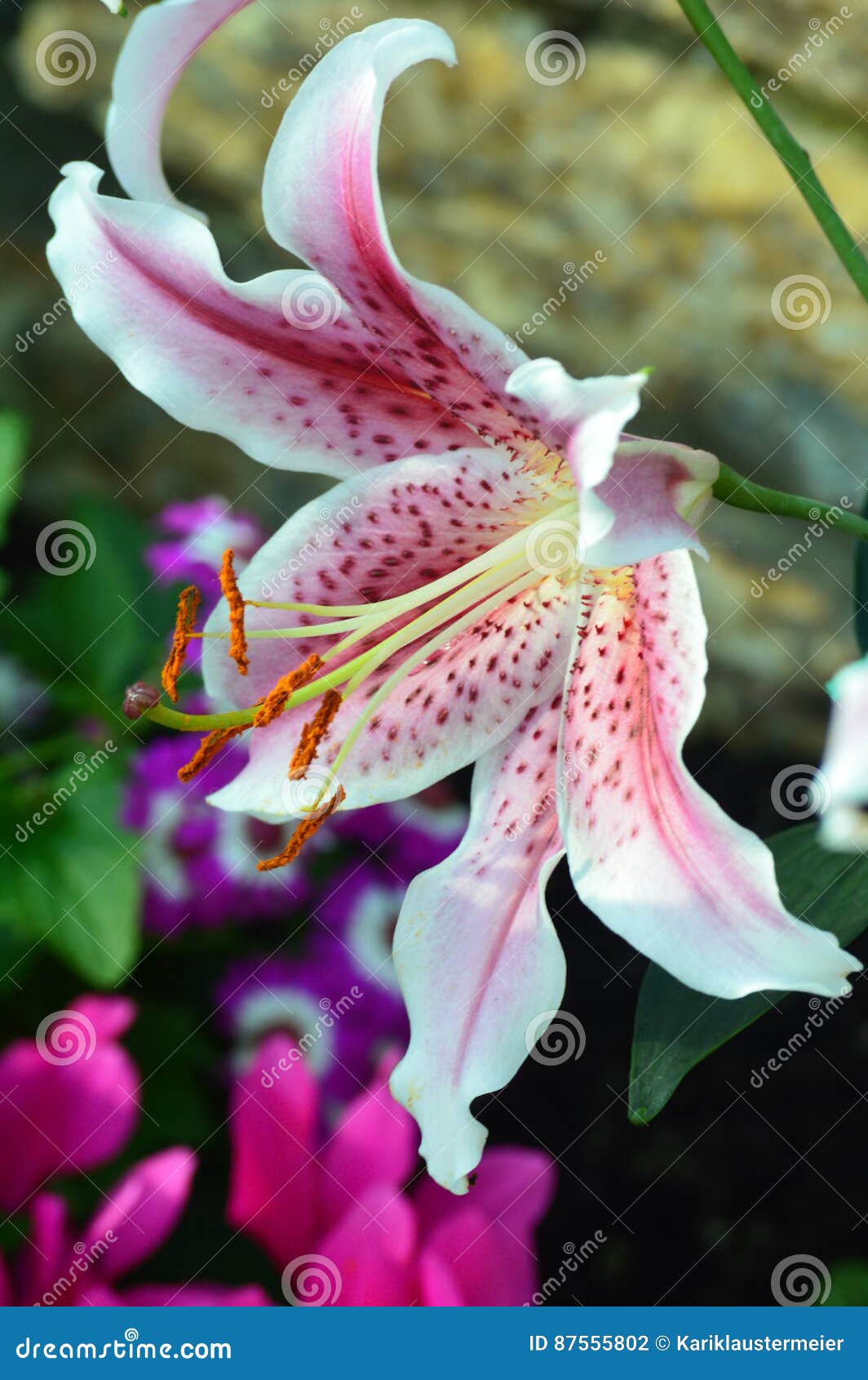 Oriental Lily stock photo. Image of park, black, growing 87555802