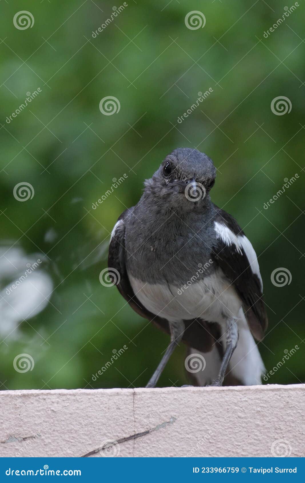 oriental magpie-robin is looking at people with interest.