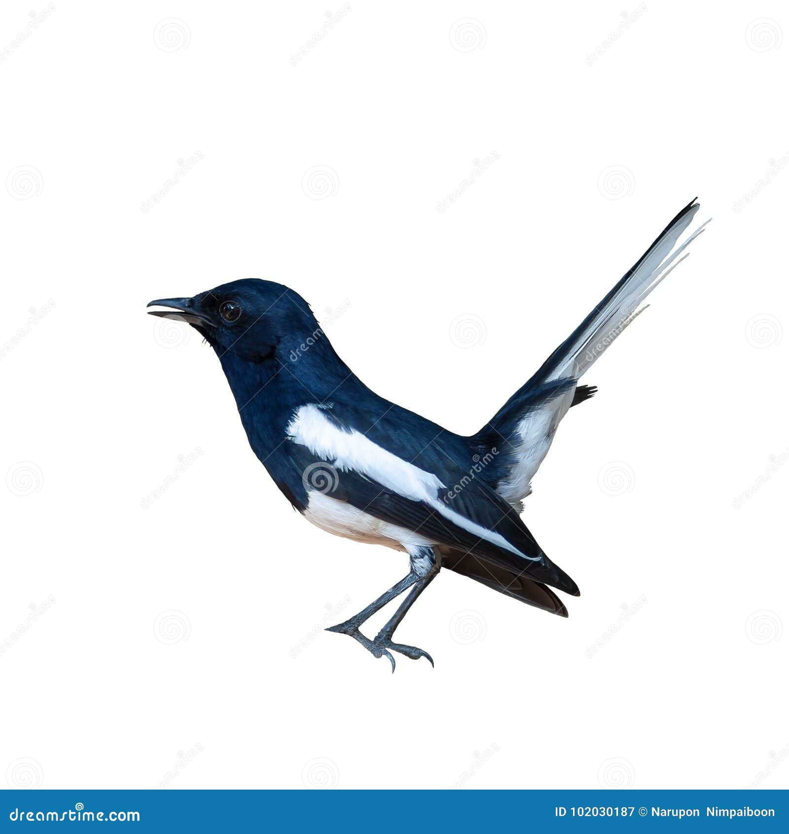 oriental magpie robin or copsychus saularis, black bird.