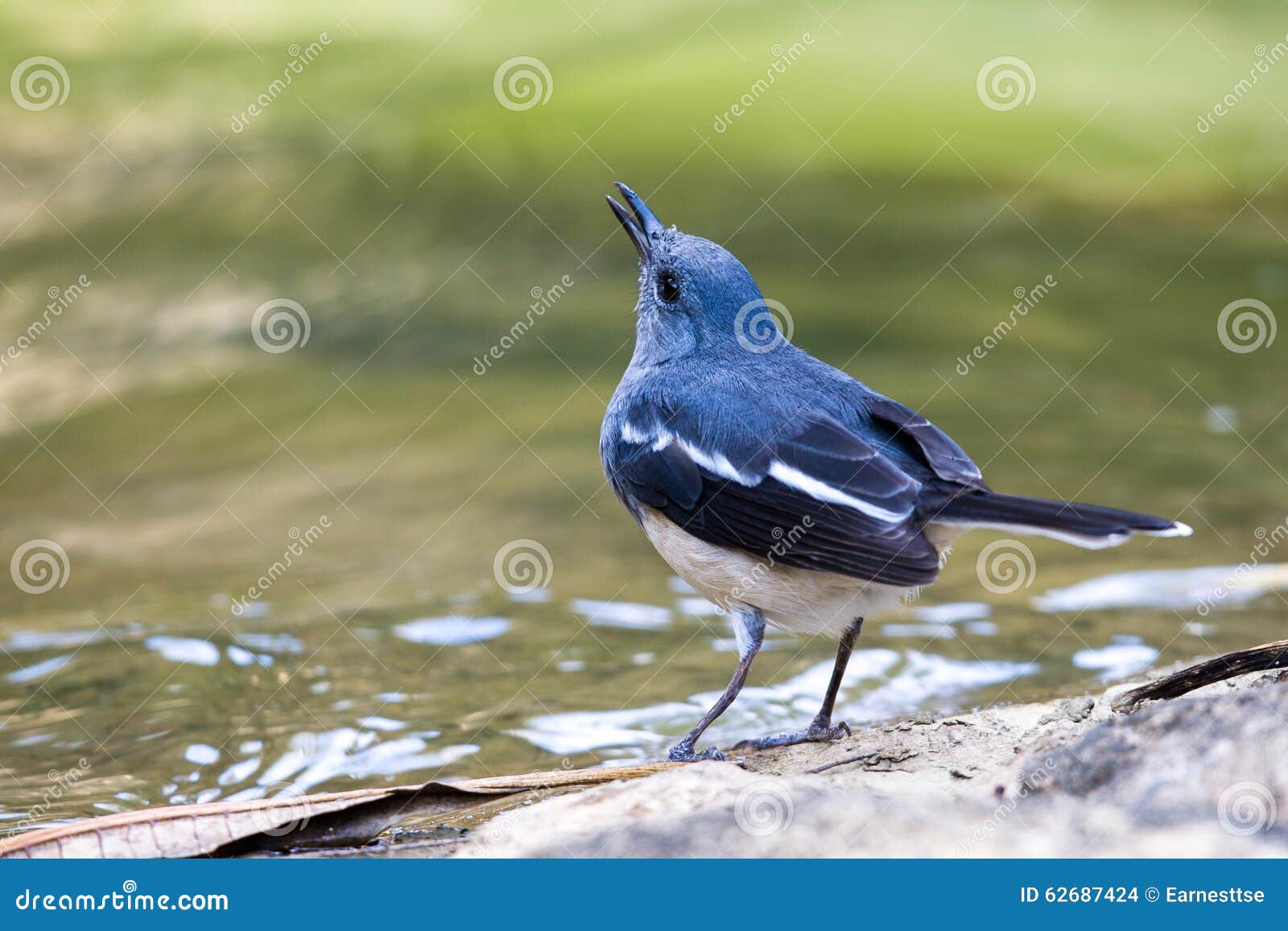 Oriental Magpie Robin Drinking Water Stock Photo Image of standing