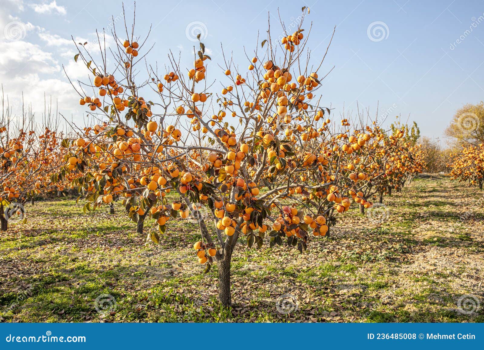 the oriental persimmon diospyros kaki fruits in late fall. diospyros kaki, of the persimon variety, ripe on a tree branch in a