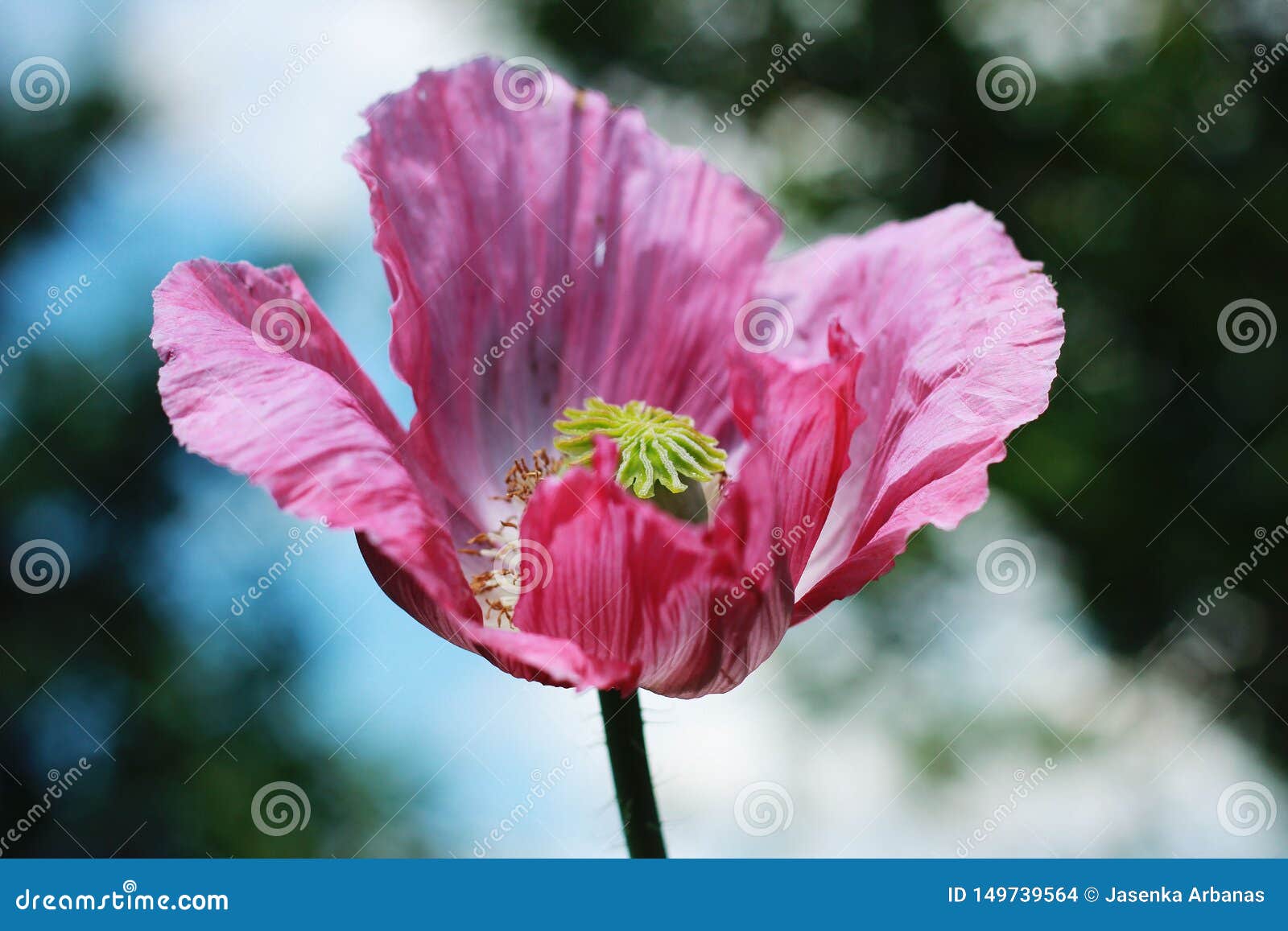 oriental poppy in  my garden.