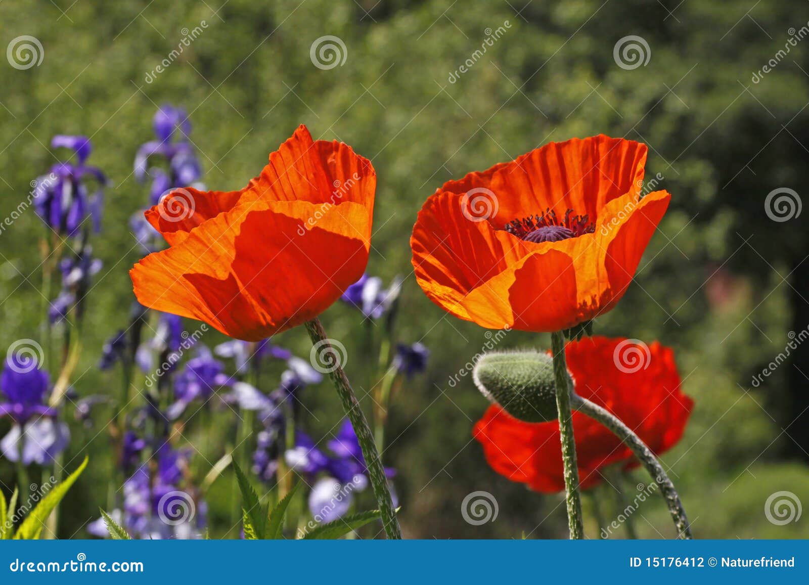 oriental poppy in spring, papaver orientale