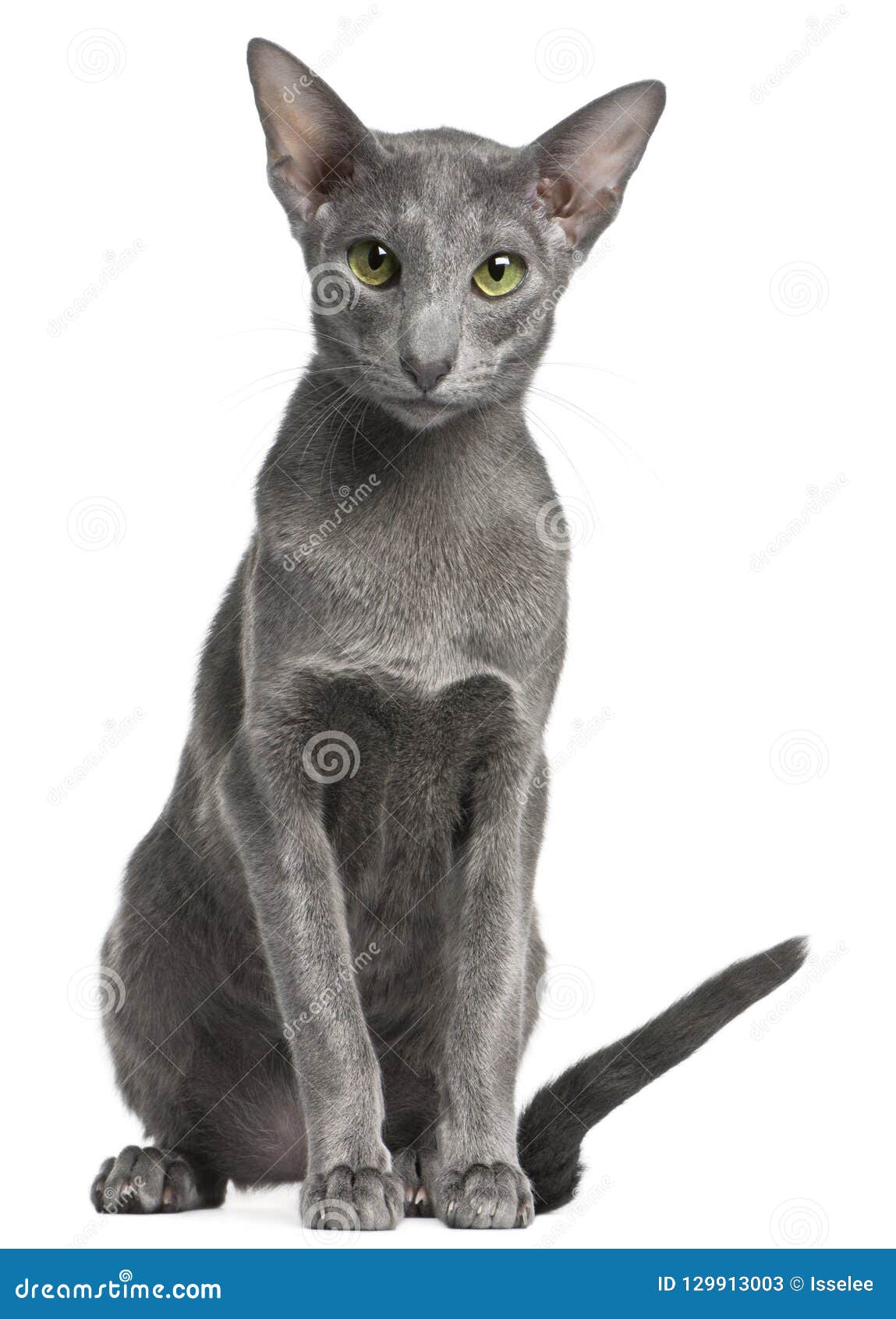 oriental shorthair cat, 10 months old