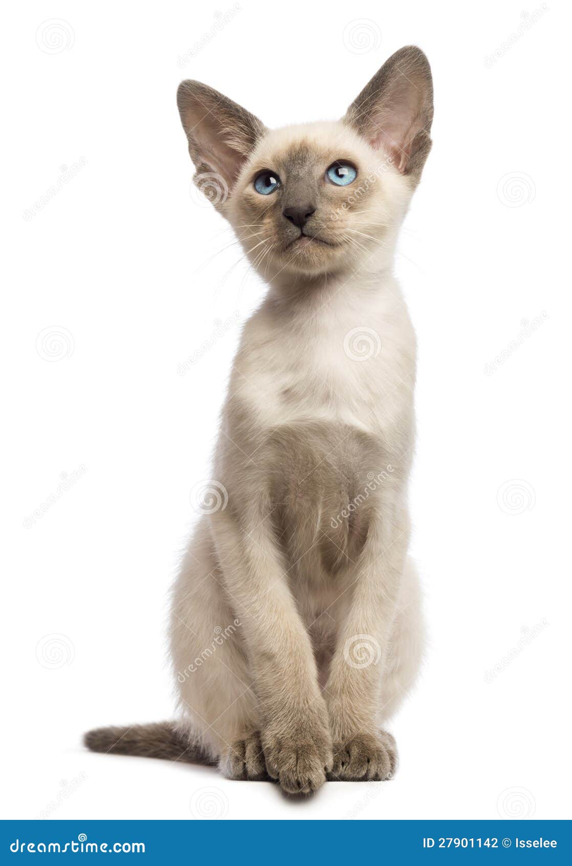 Oriental Shorthair Kitten, 9 Weeks Old, Looking Stock Photography ...