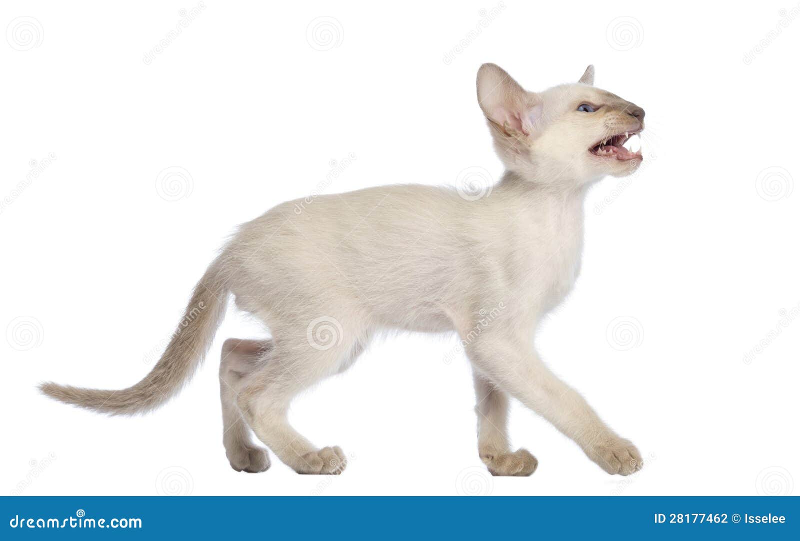 Oriental Shorthair Kitten Walking, Looking Up Stock Photo Image of