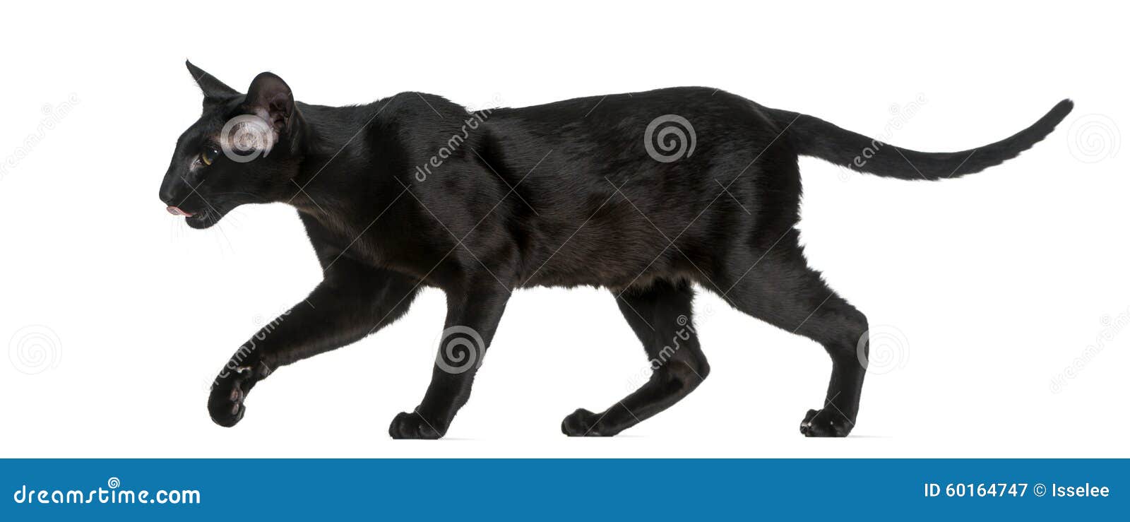 Oriental Shorthair walking stock image. Image of background 60164747