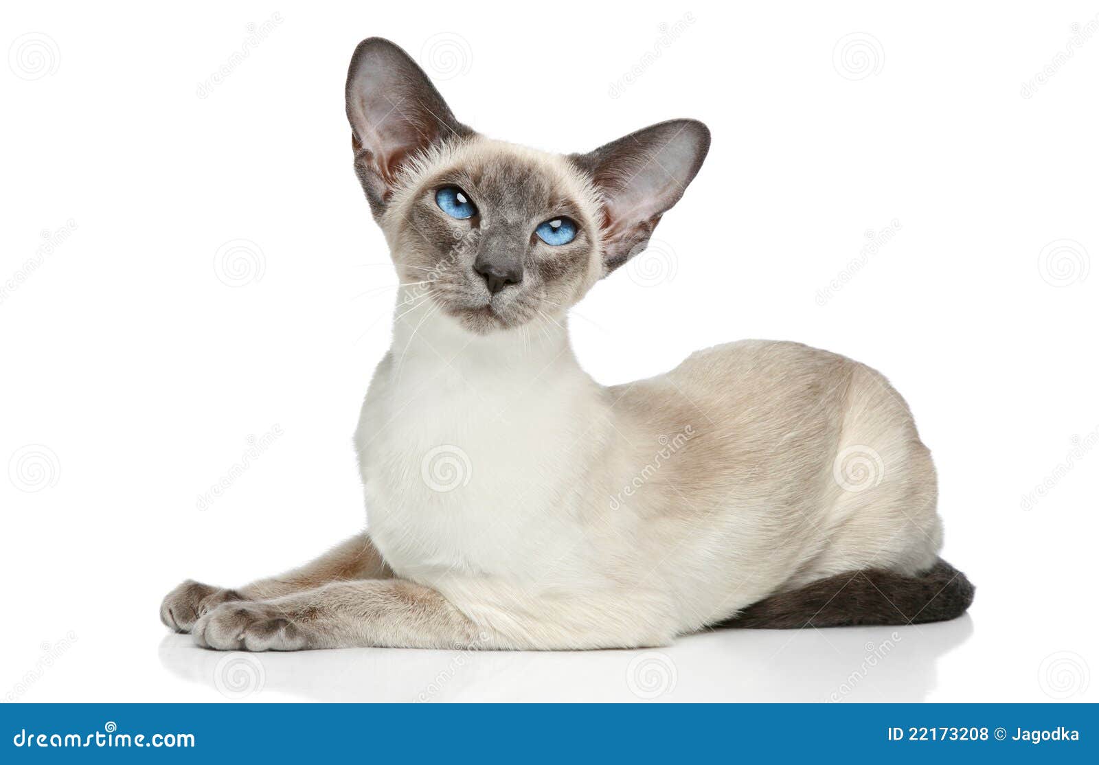 Oriental Siamese cat stock photo. Image of charming, siamese 22173208