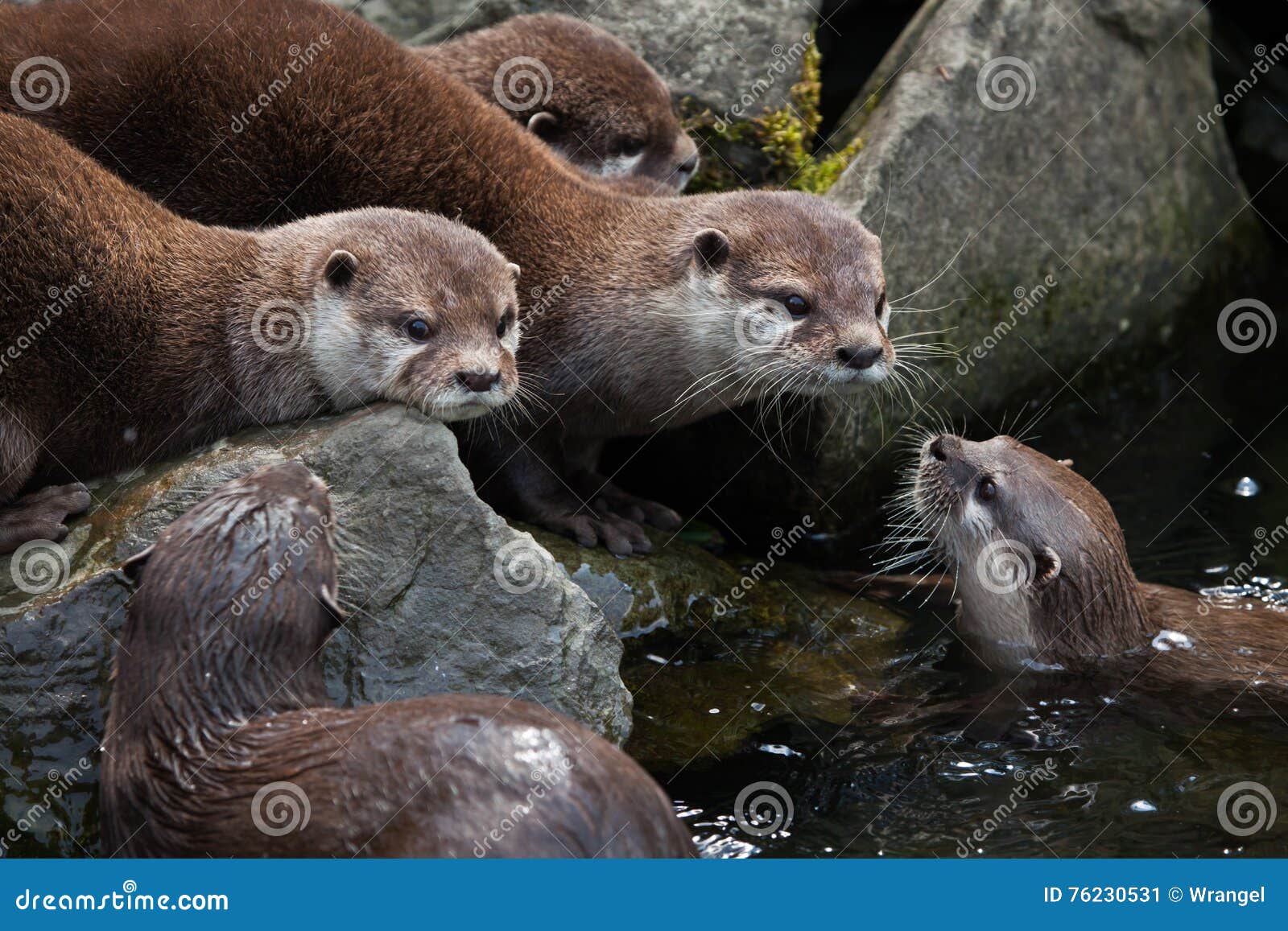 Oriental small-clawed otter (Amblonyx cinerea), also known as the Asian small-clawed otter. Wildlife animal.