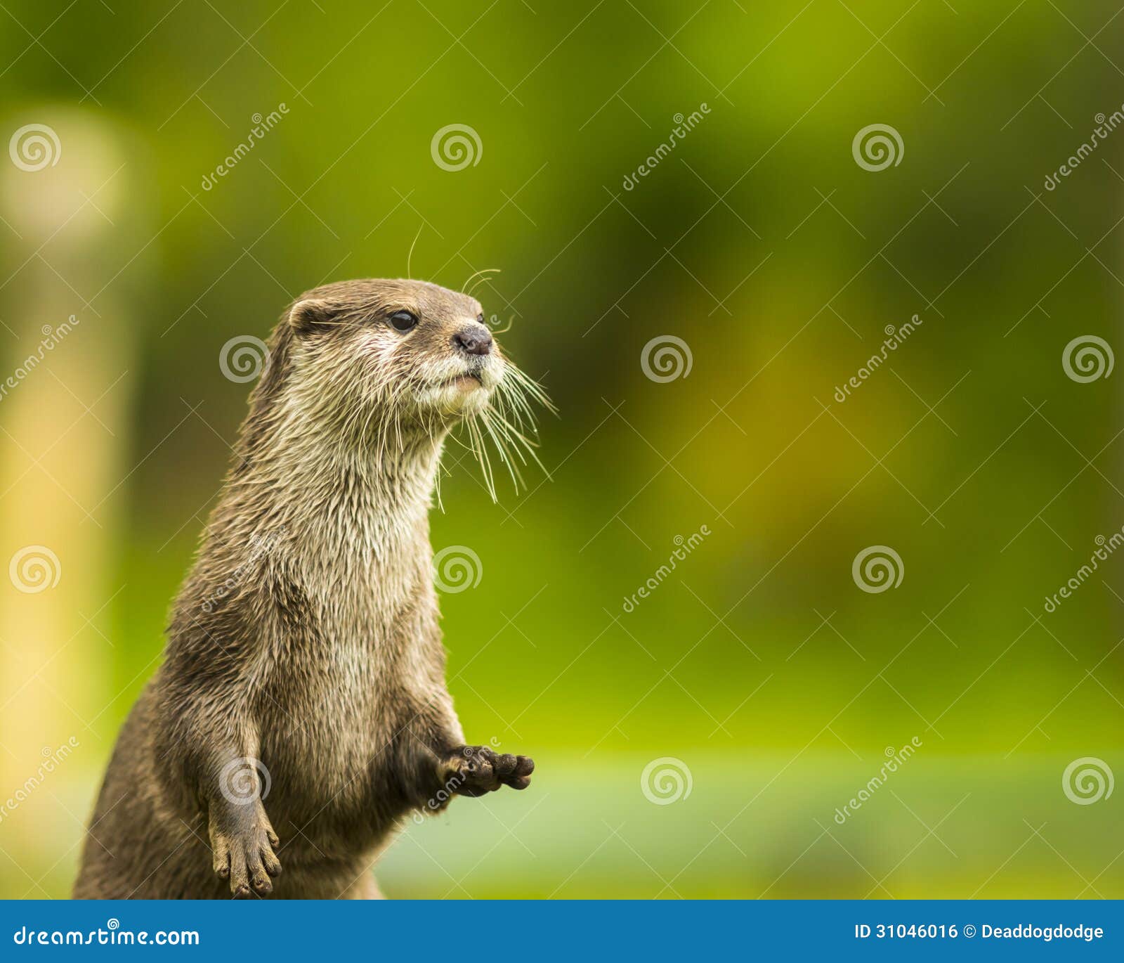an oriental small-clawed otter / aonyx cinerea / asian small-clawed otter
