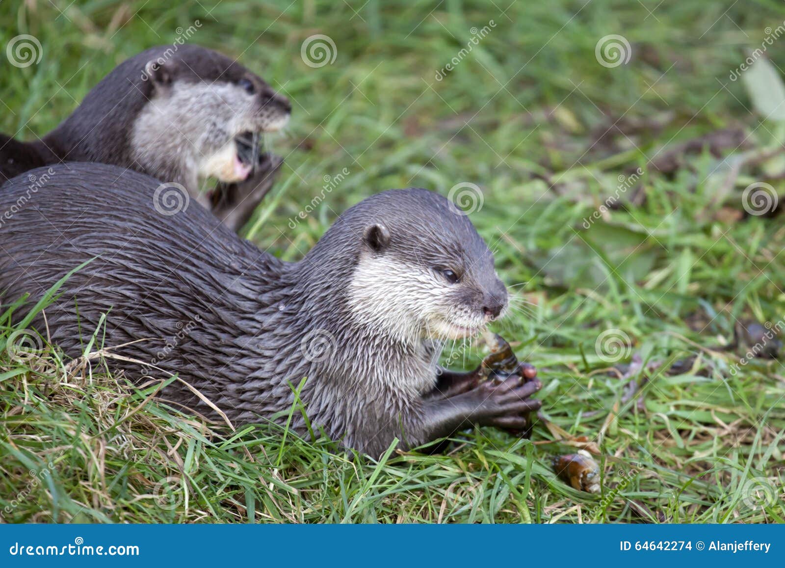 Oriental Small Clawed Otters Stock Photo - Image of small, prey: 64642274