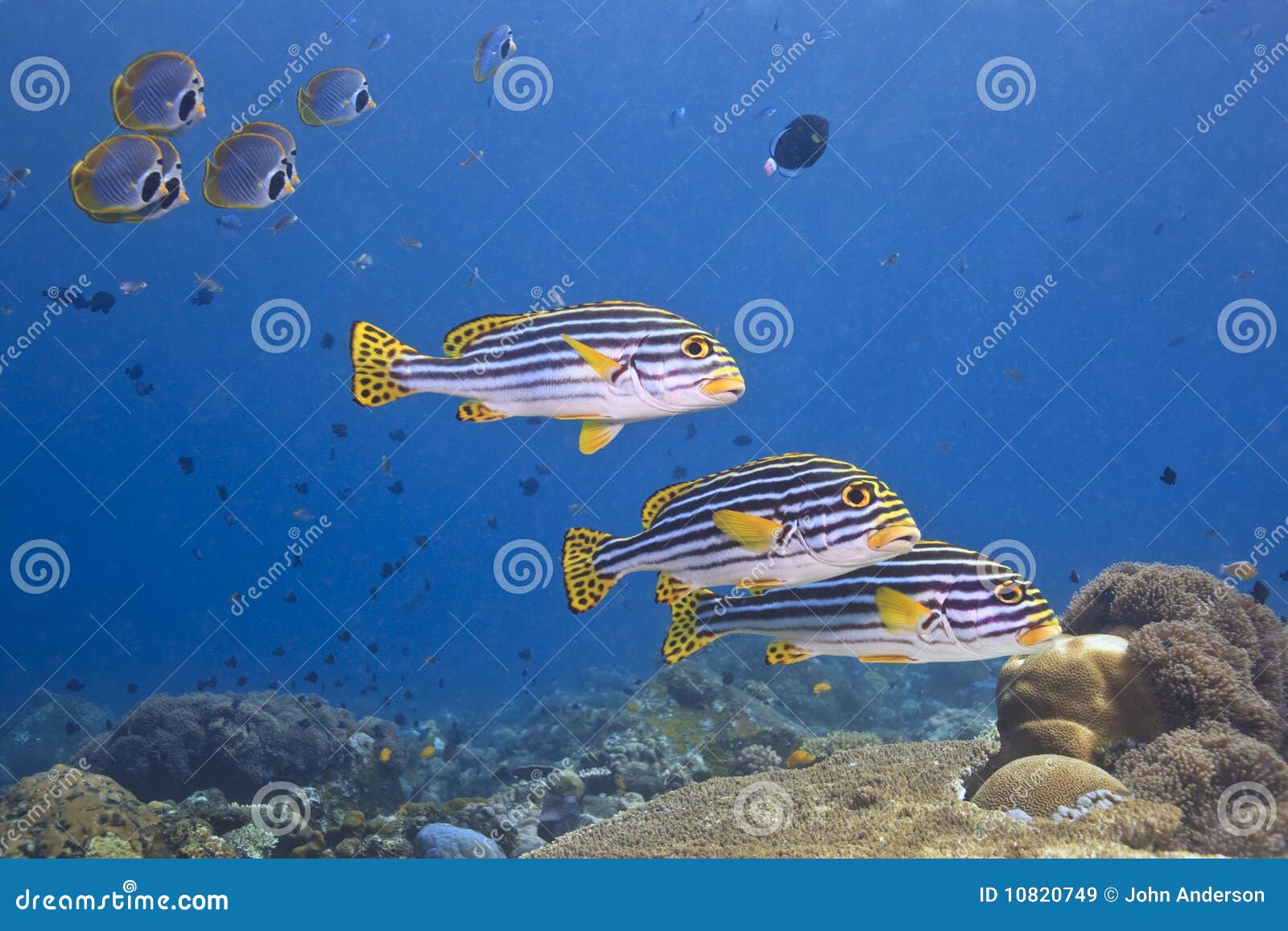 Oriental sweetlips stock image. Image of bali, butterflyfish - 10820749