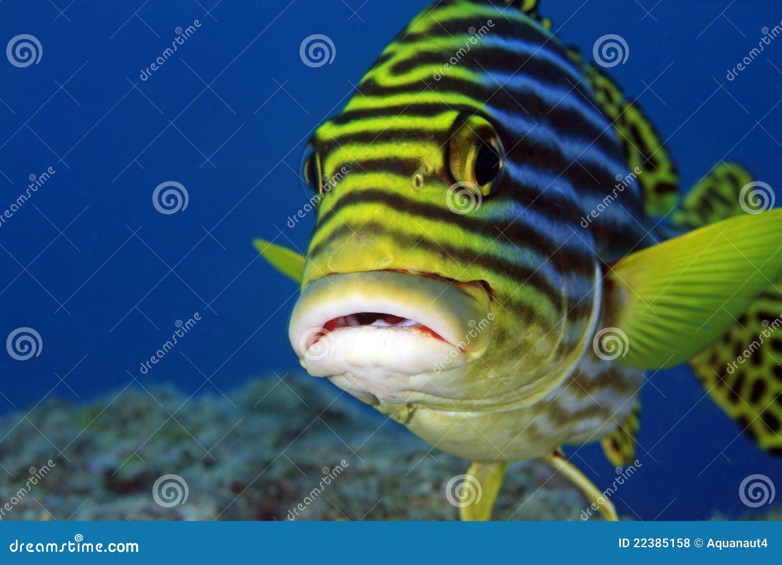 Oriental sweetlips stock photo. Image of maldivian, orientalis - 22385158