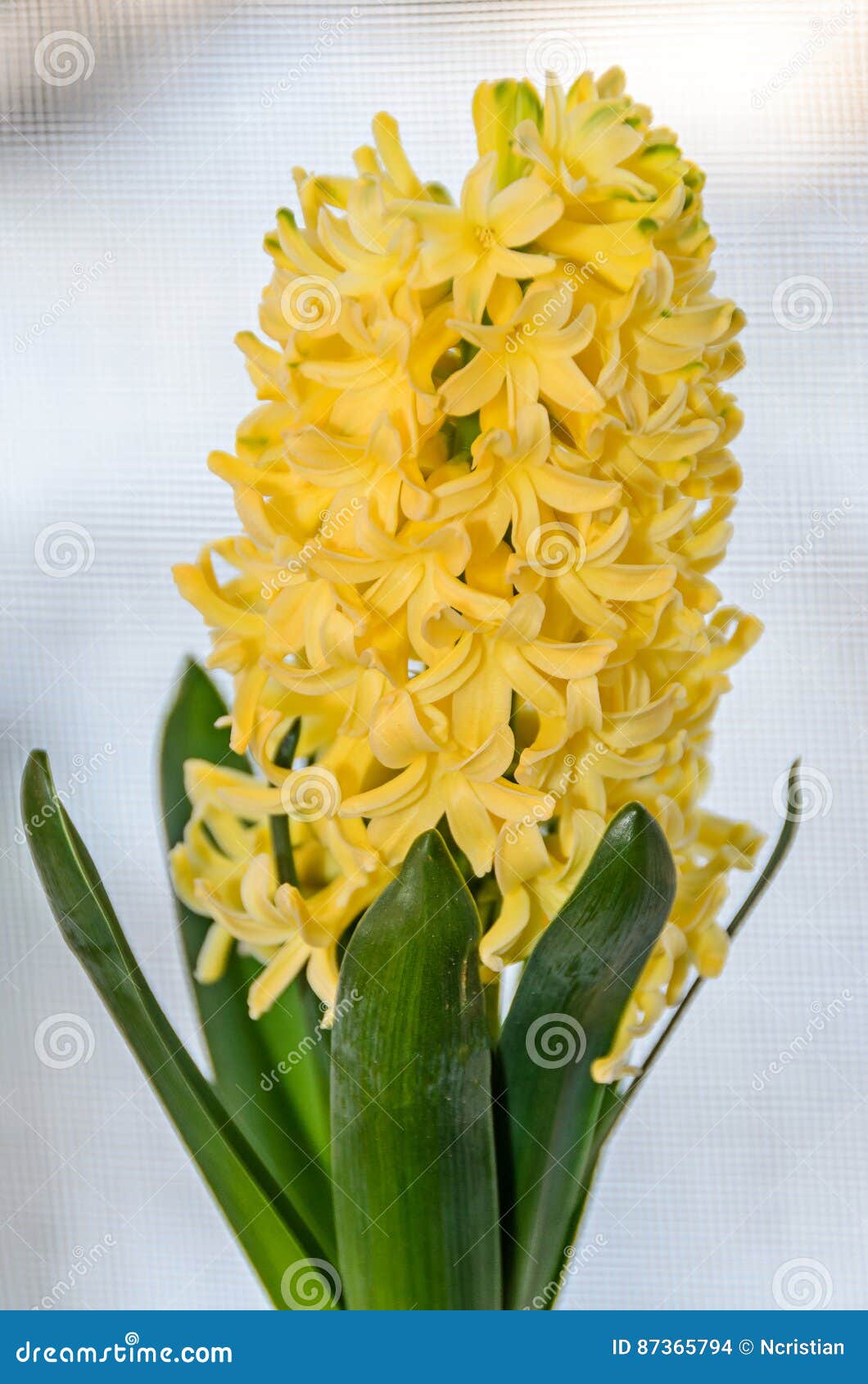 Orientalis Amarelos De Hyacinthus, Bulbo De Flores Do Jacinto Do Jardim  Foto de Stock - Imagem de hiacinto, verde: 87365794