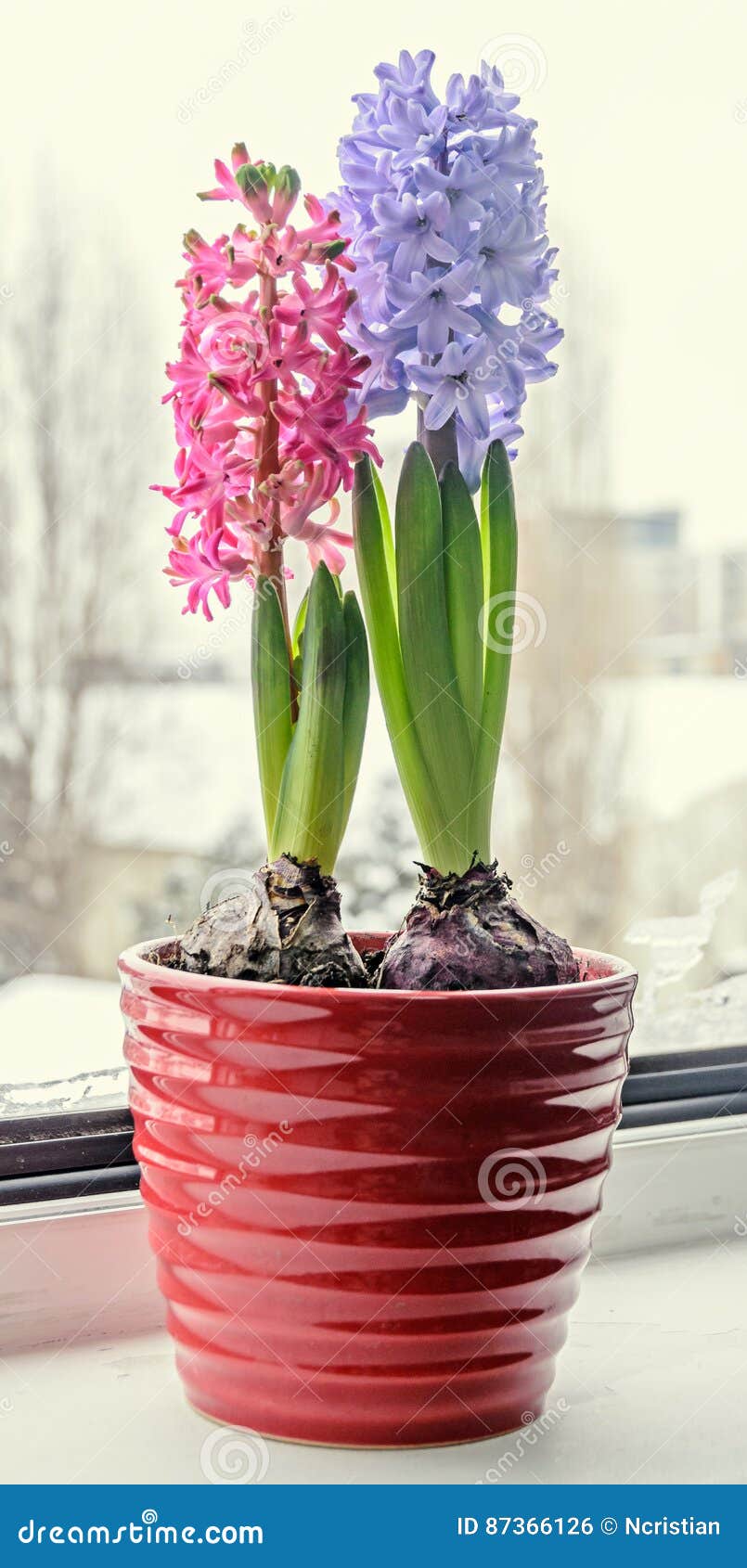 Orientalis Cor-de-rosa, Azuis De Hyacinthus, Flores Do Jacinto Do Jardim,  Bulbos Foto de Stock - Imagem de bulbos, flor: 87366126