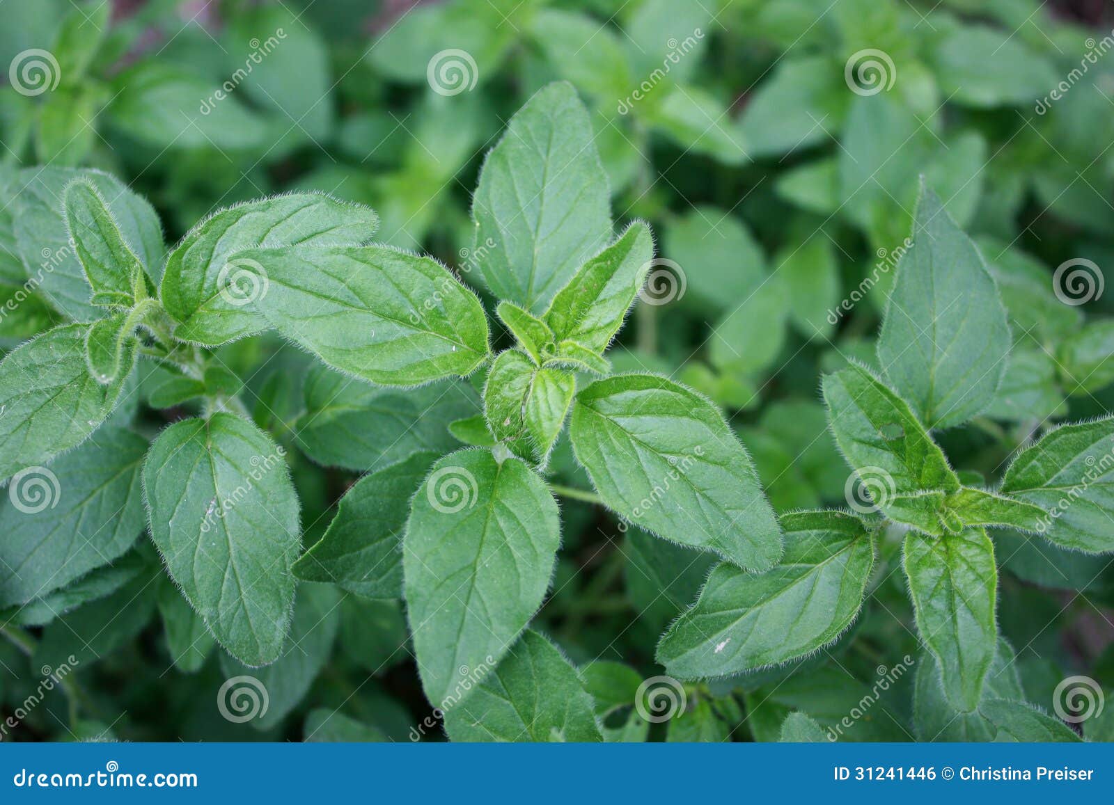 Origan Frais Photo Stock. Image Du Bloc, Lames, Aromatique - 31241446