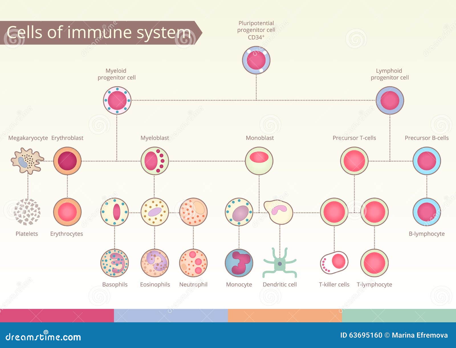 origin of cells of immune system.