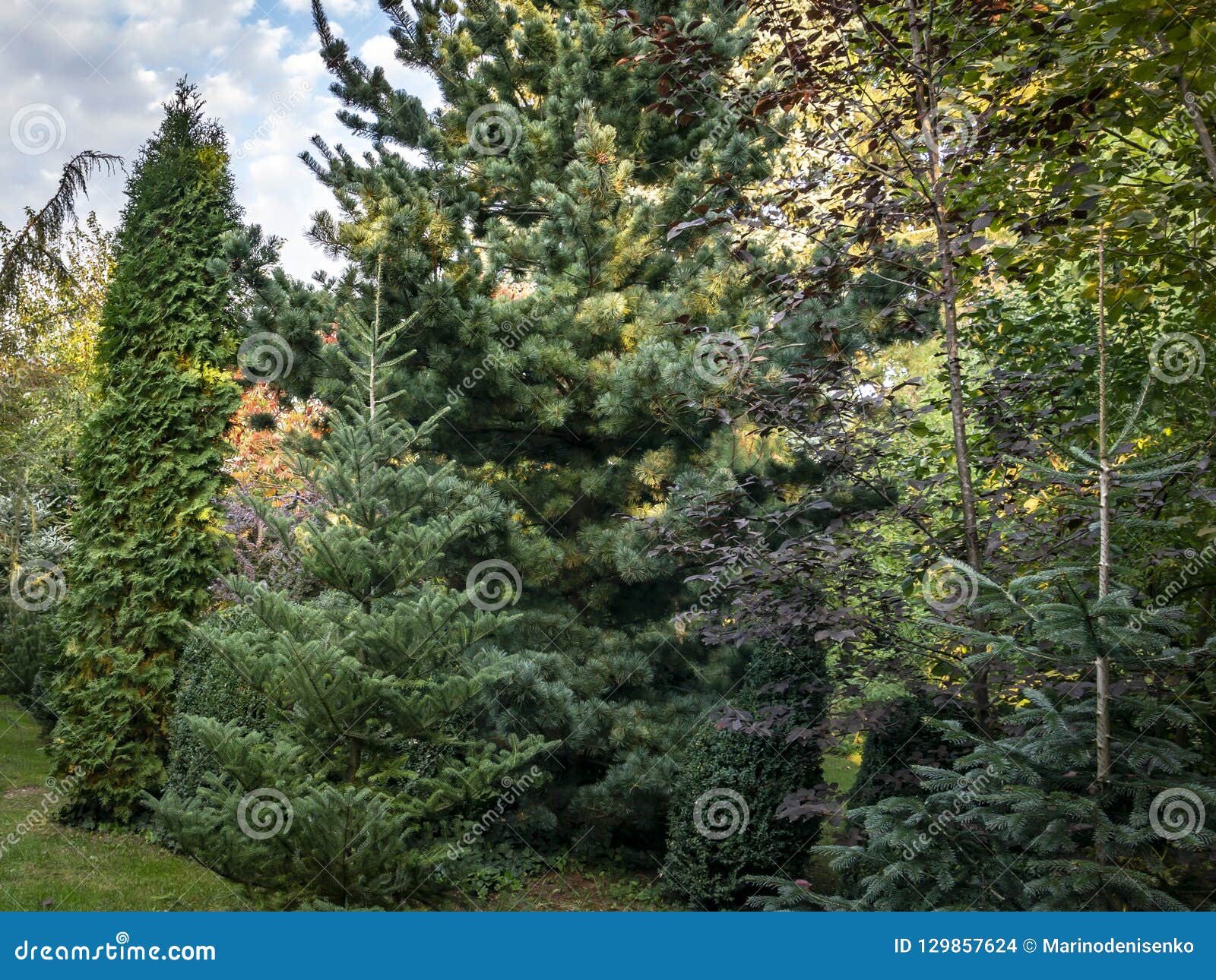 original green background of mixed texture of evergreens: thuja occidentalis columna, buxus sempervirens