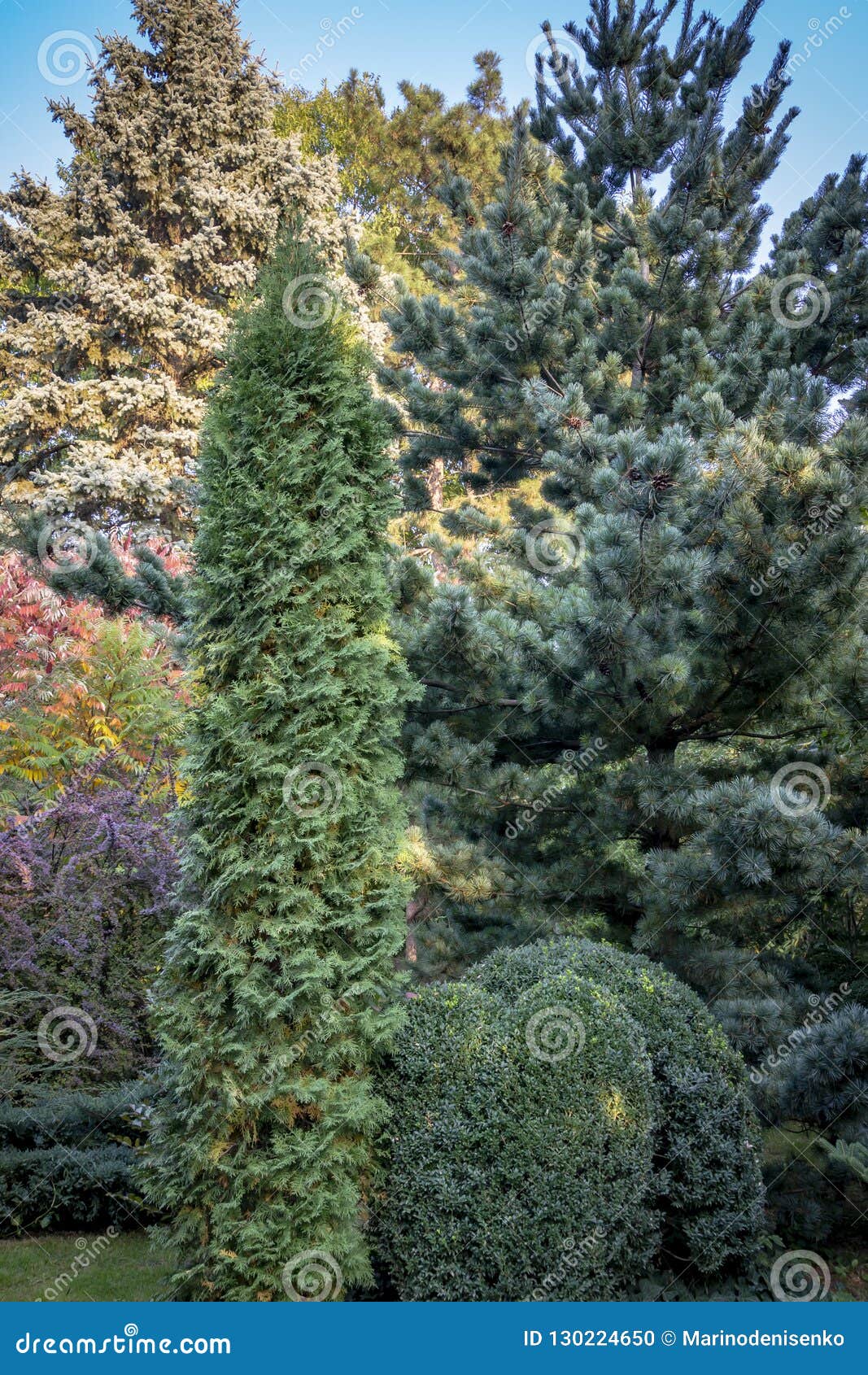 original green background of a natural mixed texture of evergreens: buxus sempervirens,