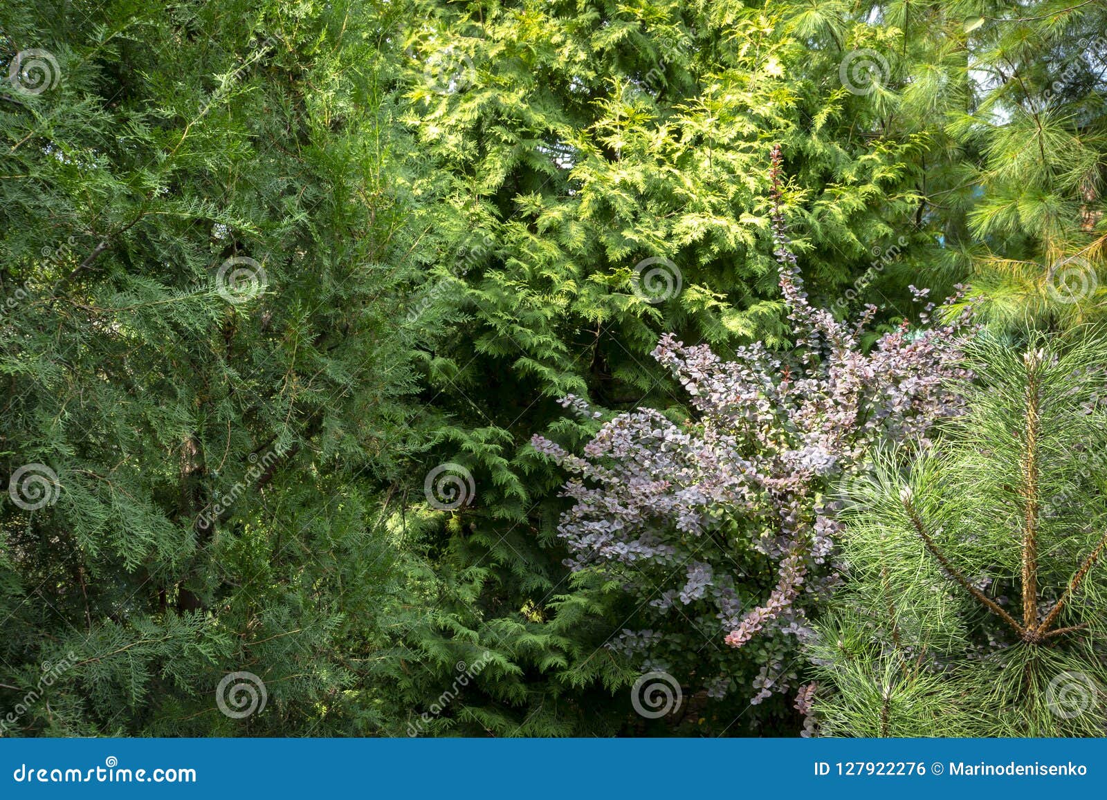 original green background of a natural mixed texture of evergreens: thuja occidentalis columna, aurea, purple barberry berberis th