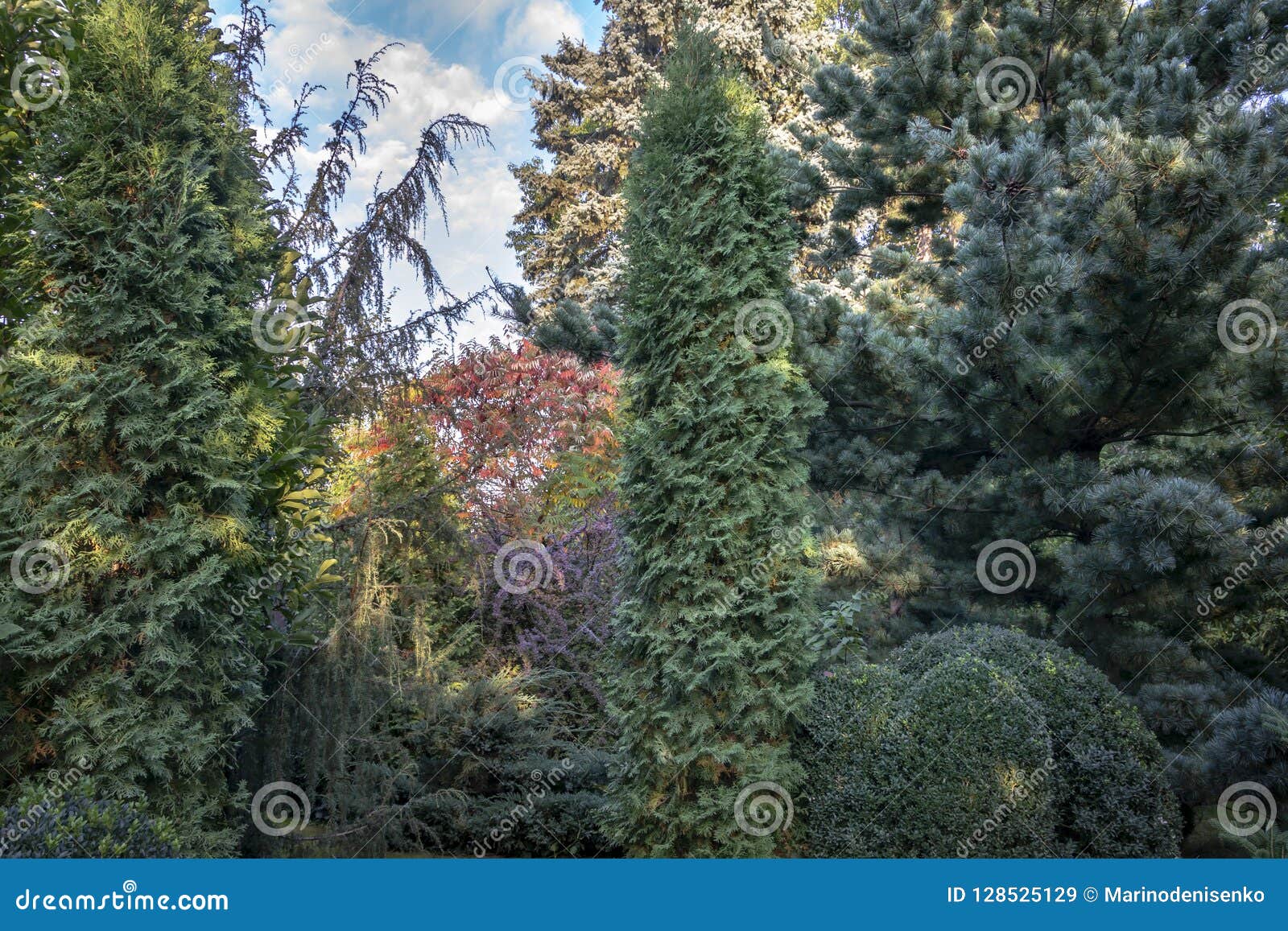 original multicolor background of evergreens: thuja occidentalis columna, juniperus communis horstmann, boxwood buxus sempervirens