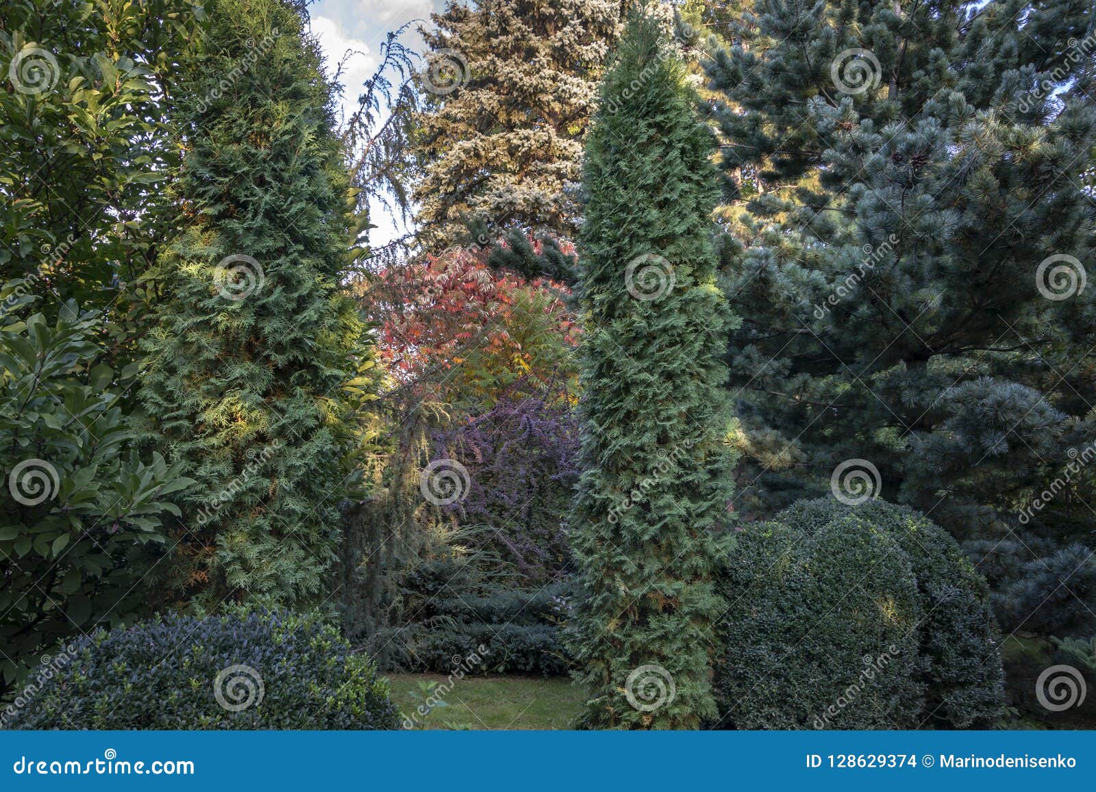 original multicolor background of evergreens: thuja occidentalis columna, juniperus communis horstmann, boxwood buxus sempervirens