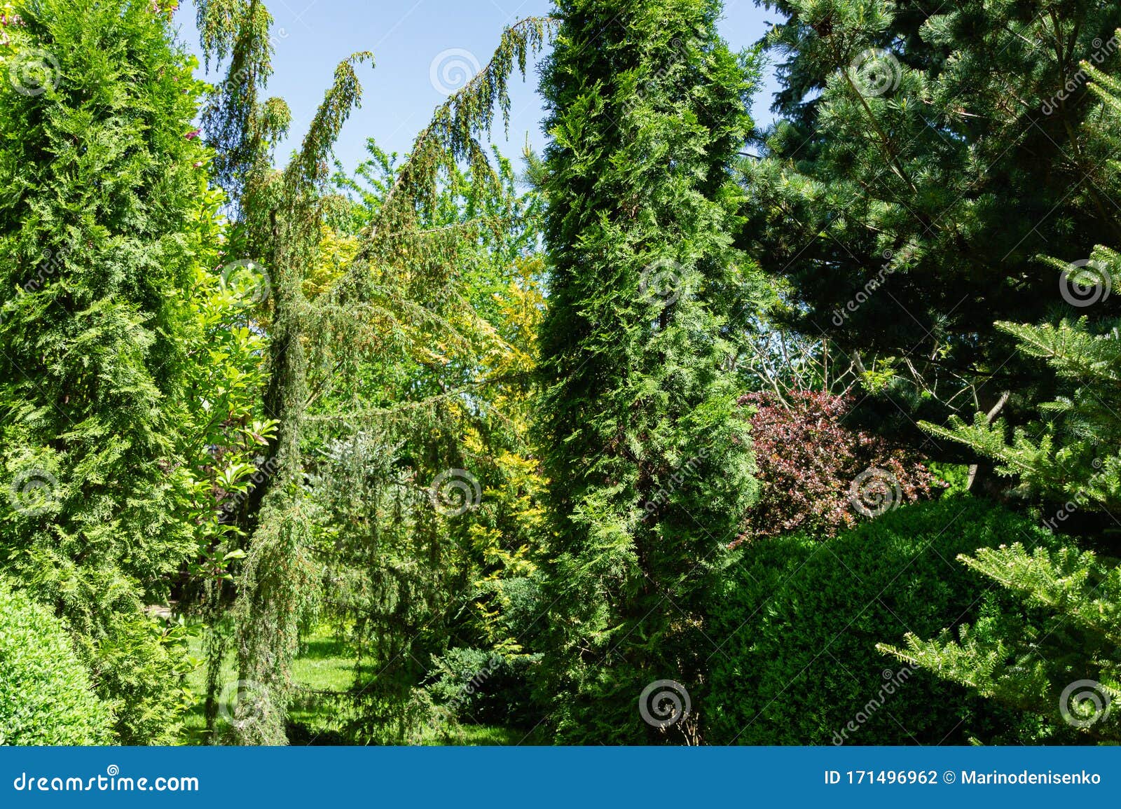 original multicolor beautiful landscaped garden with evergreens. thuja occidentalis columna with juniperus communis horstmann