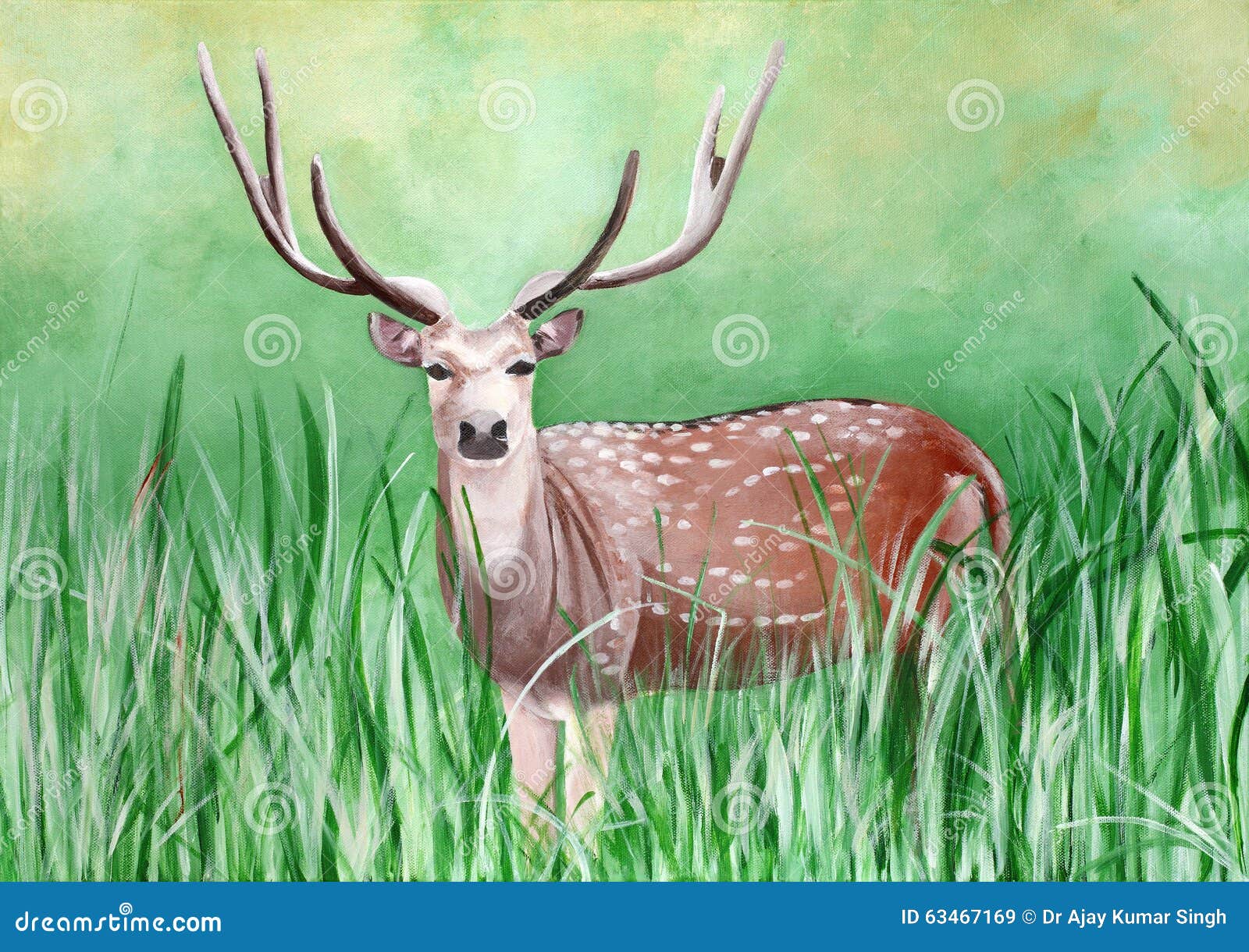 original painting of a male cheetal deer in the grassland of dhikala, jim corbett