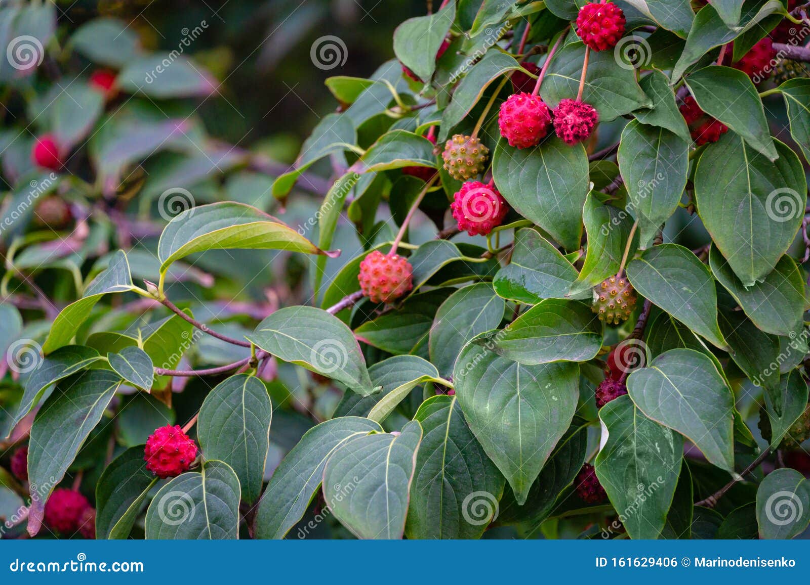 What Dogwood Tree Has Red Berries?