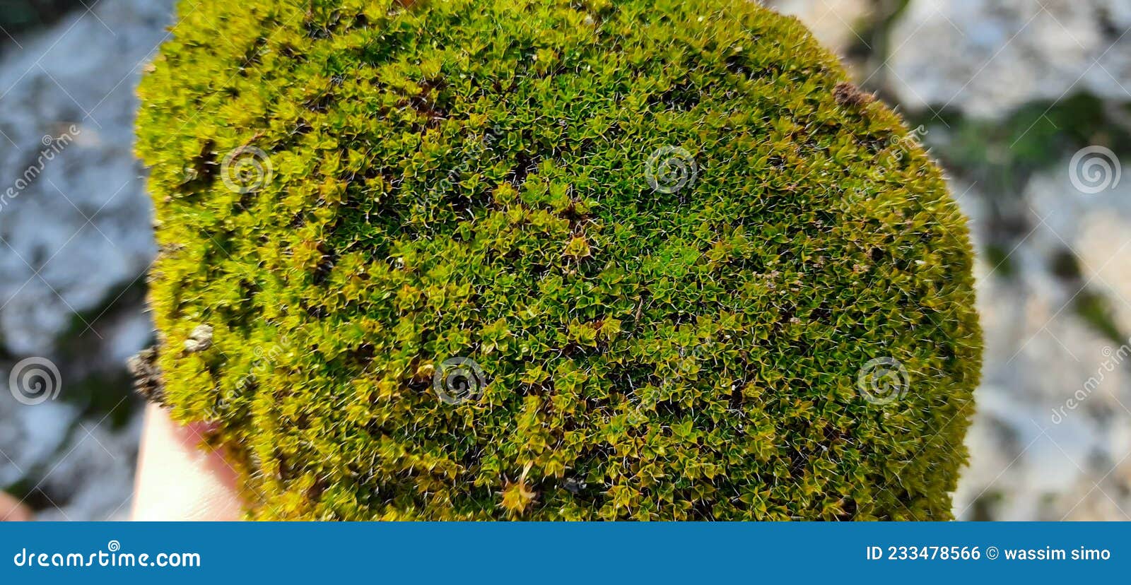 The original rock moss stock photo. Image of meadow 233478566