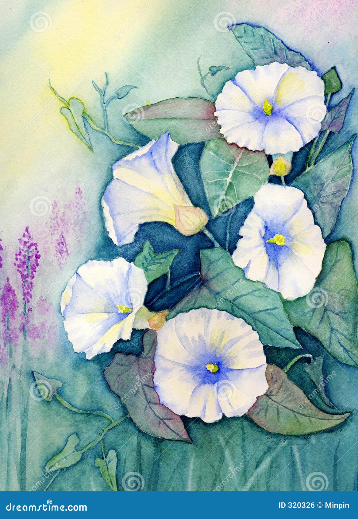 original watercolor - flowers - morning glories