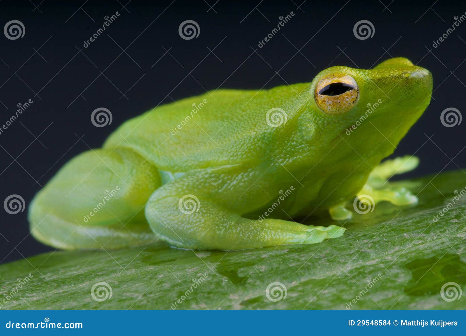 Orinoco Lime Tree Frog / Sphaenorhynchus Lacteus Stock Photo Image of