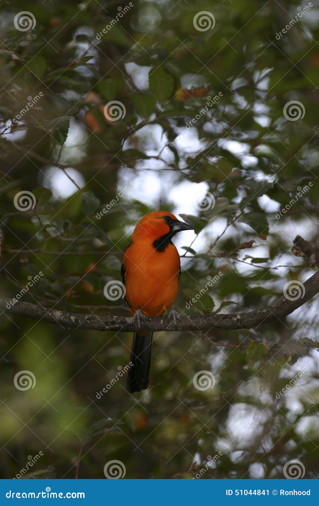 Oriole stock image. Image of north, nature, texas, wings 51044841
