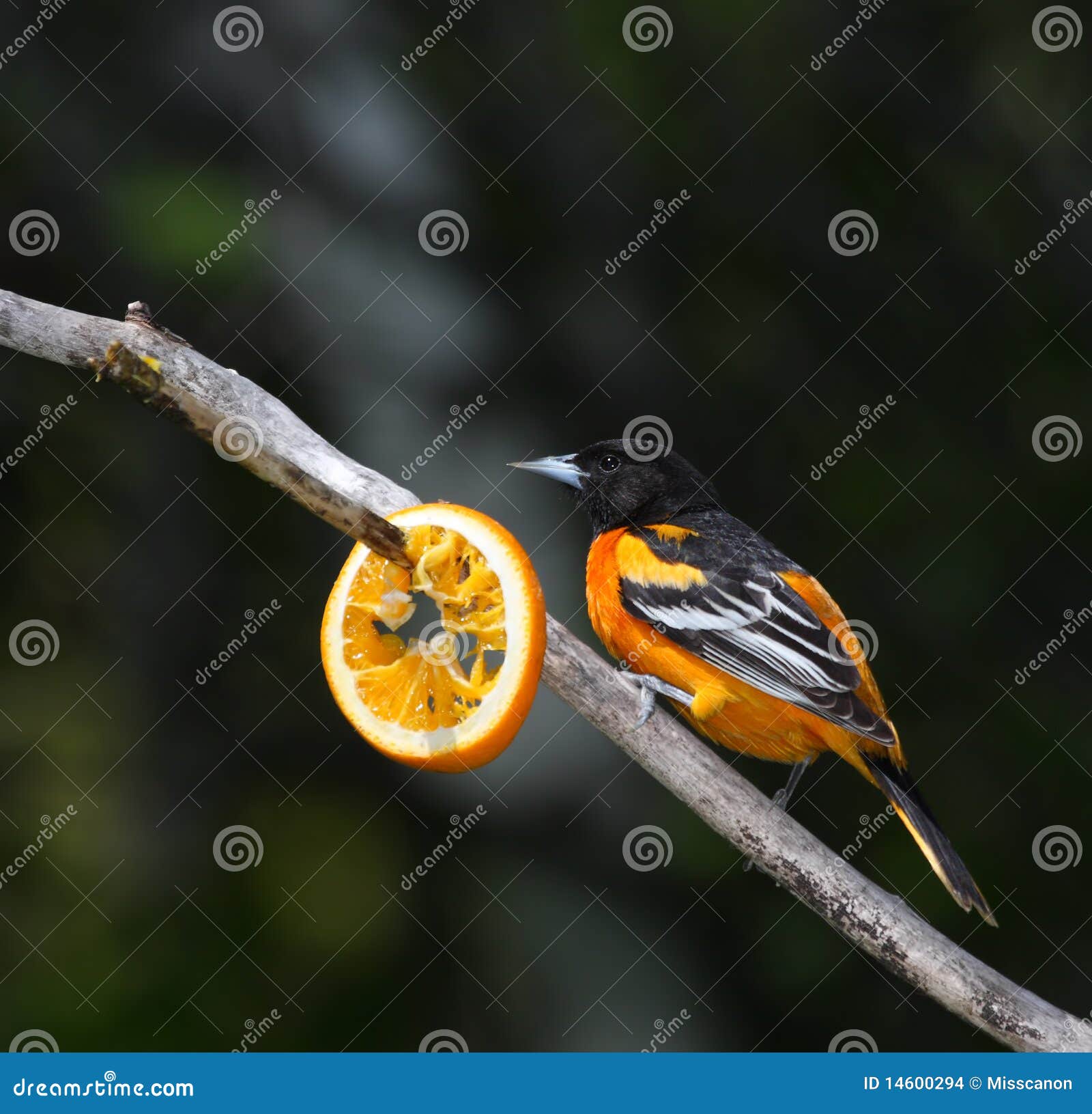 Il oriole di Baltimora si è appollaiato in un albero con la fetta arancione.