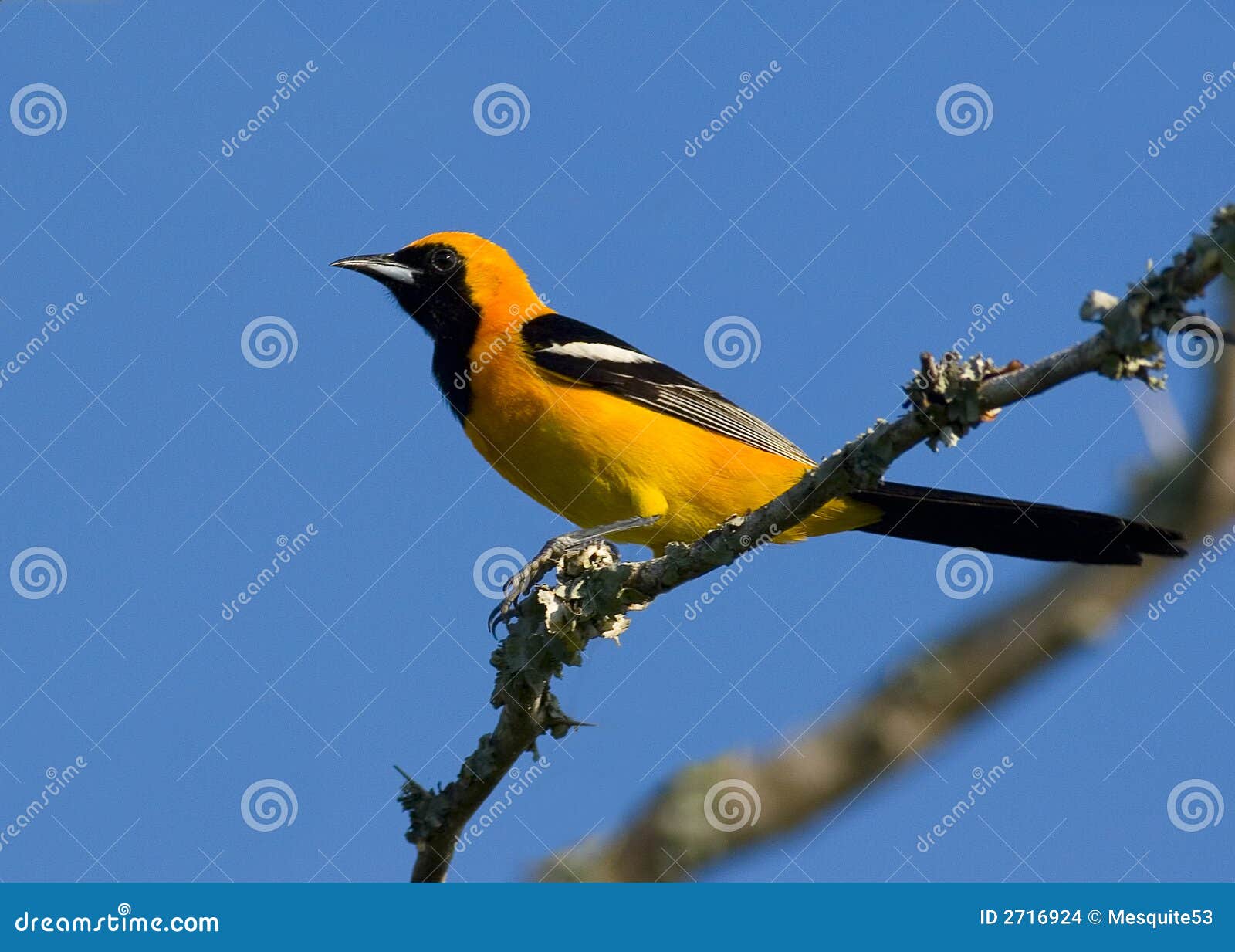 Ciò è un oriole incappucciato maschio. I orioles incappucciati sono trovati negli Stati Uniti del sud-ovest.