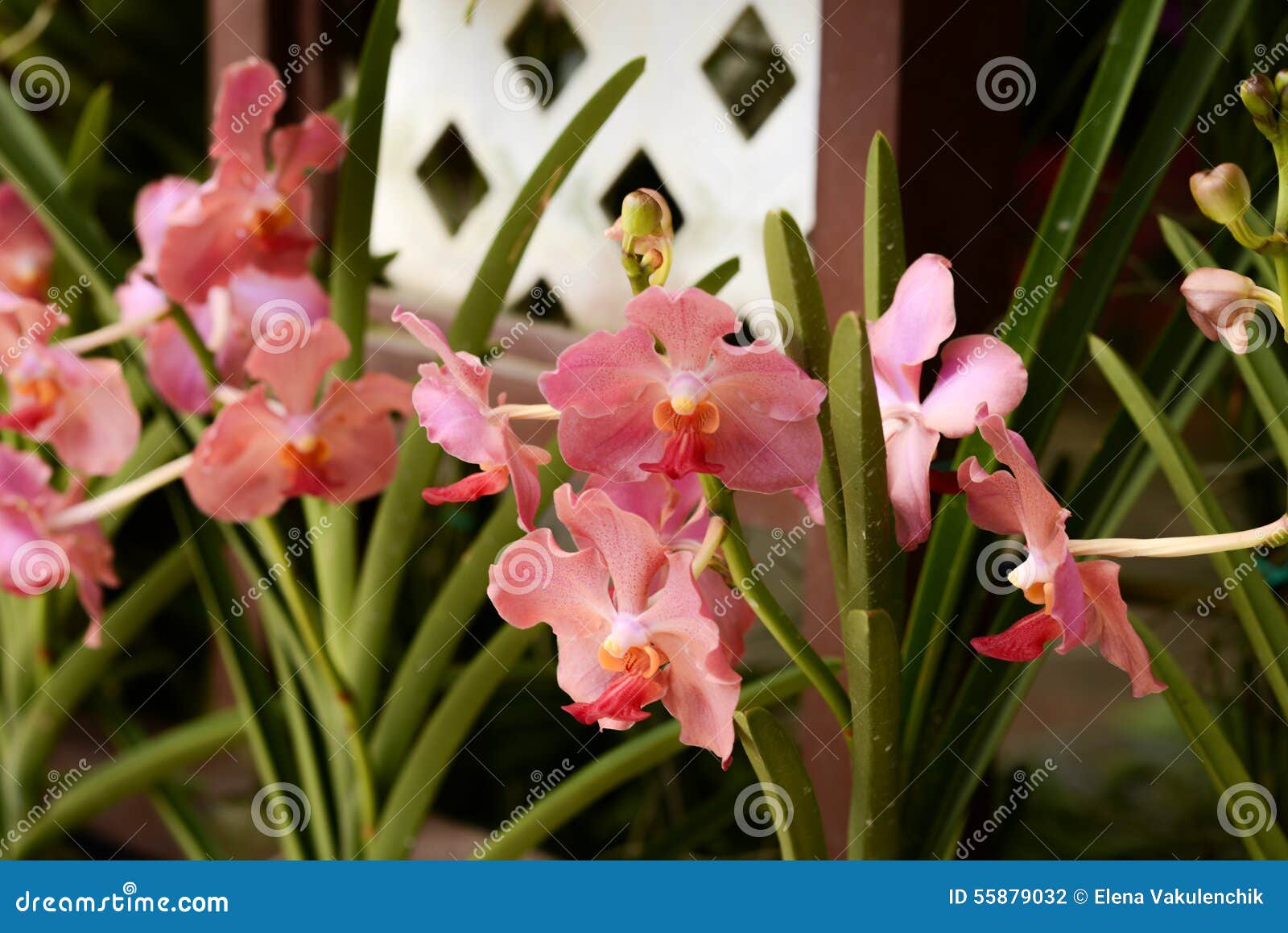 Härliga orkidér i botanisk trädgård på Kuala Lumpur