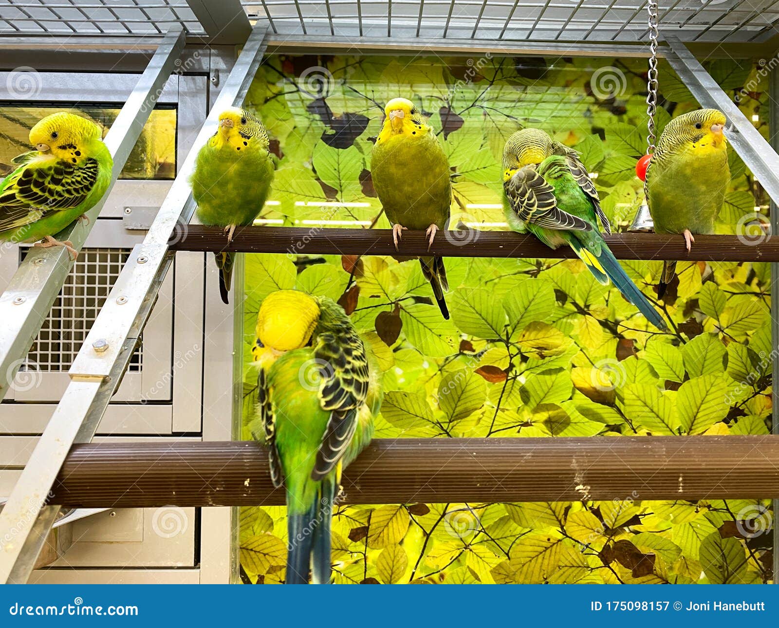 Download 955 Yellow Parakeets Photos Free Royalty Free Stock Photos From Dreamstime