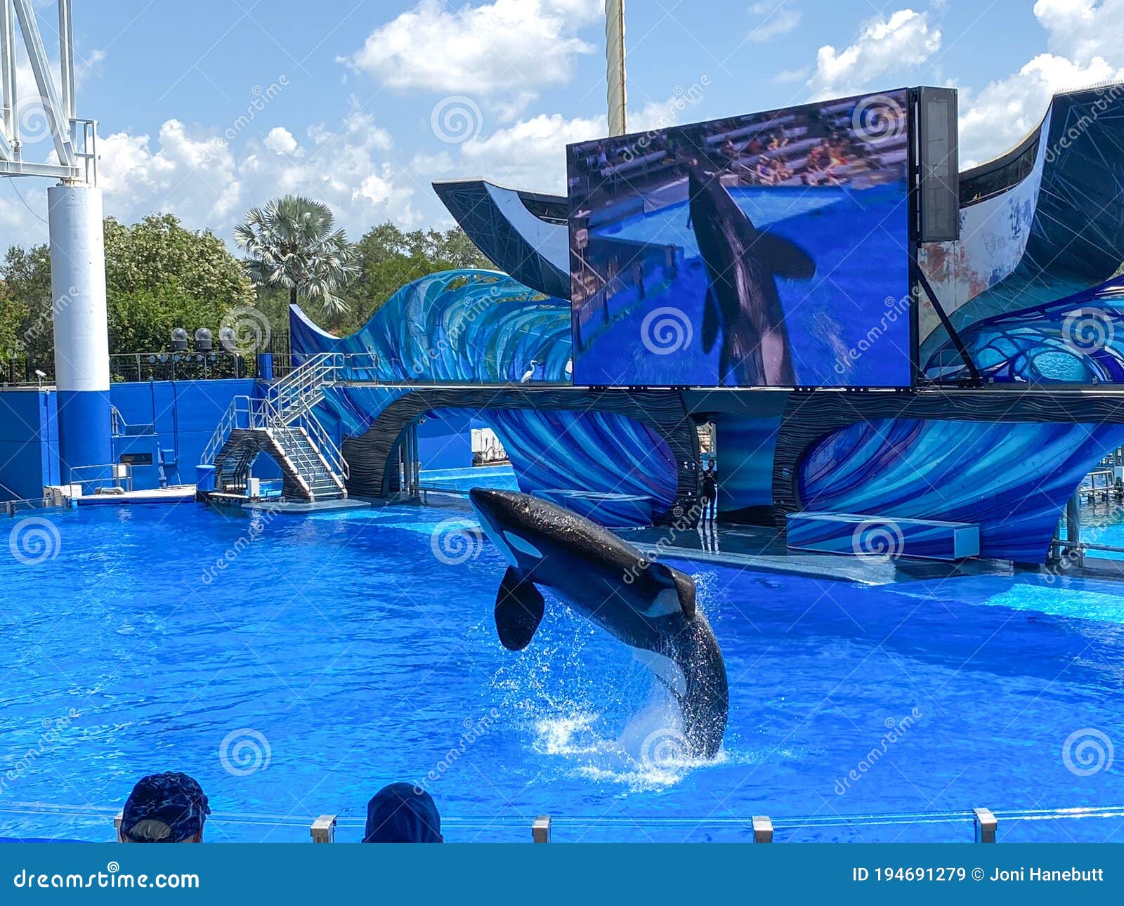 The Orca or Killer Whale Exhibit at Seaworld Editorial Stock Image ...