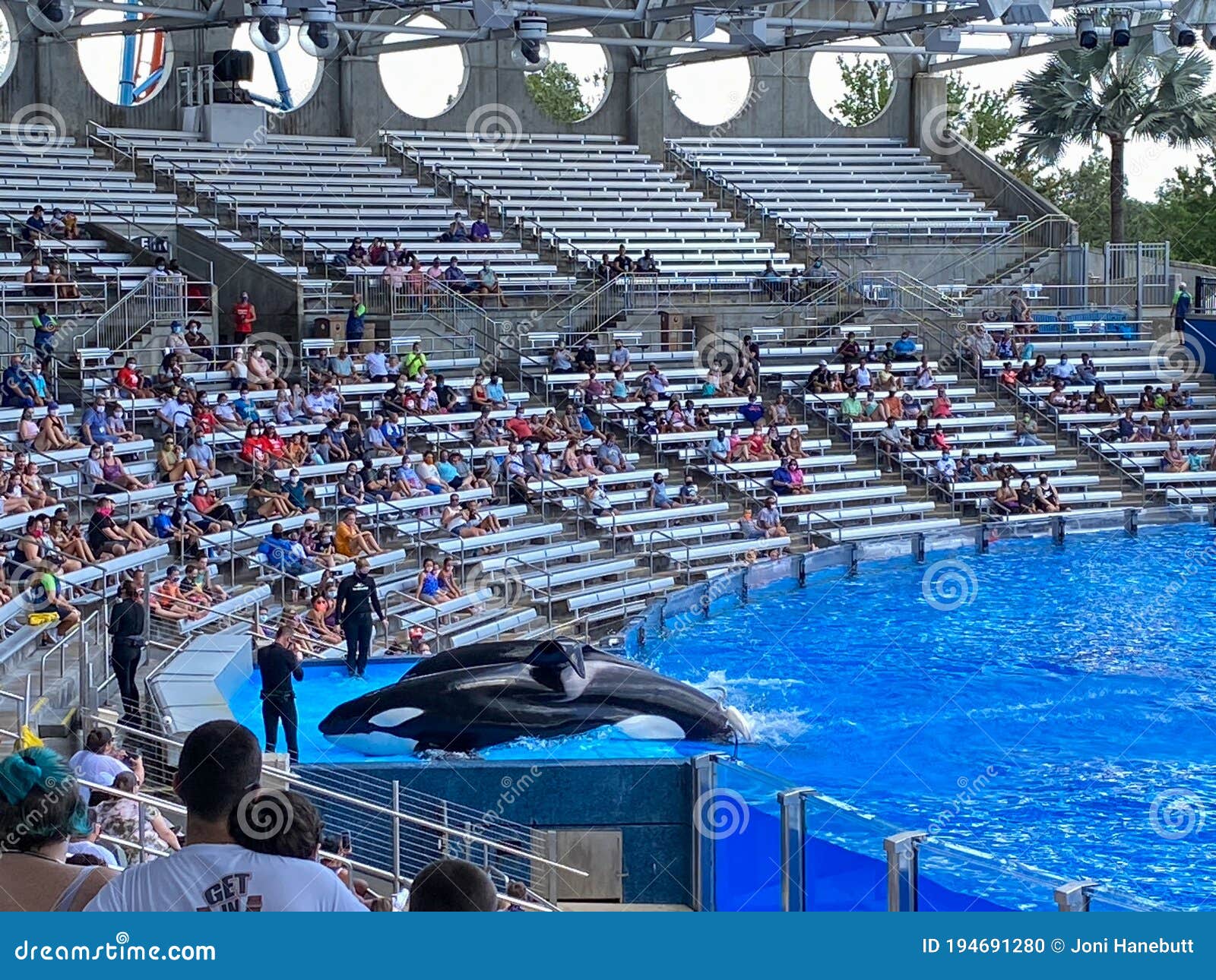 The Orca or Killer Whale Exhibit at Seaworld Editorial Image - Image of ...
