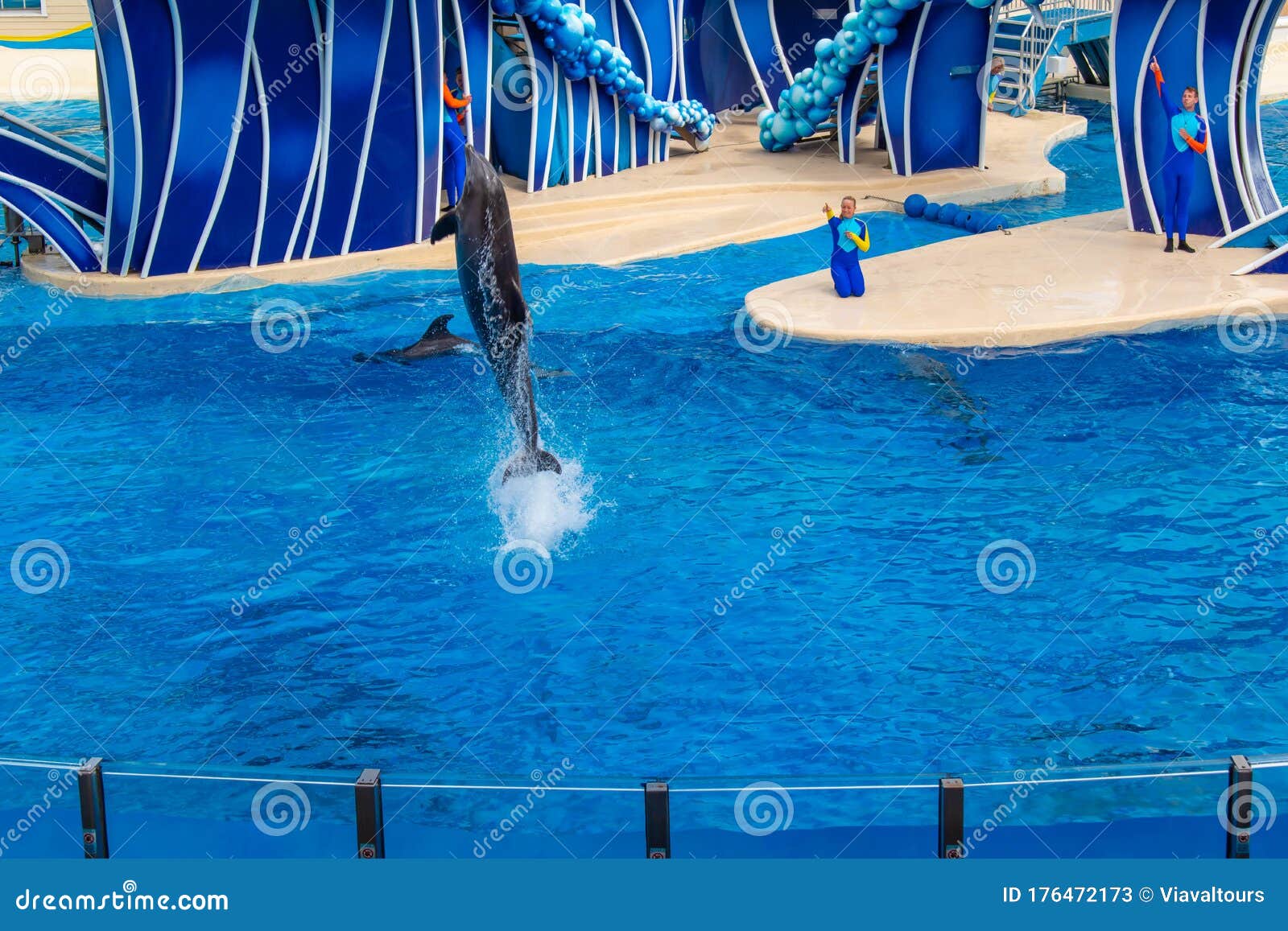 Dolphin Jumping in Dolphin Day Show at Seaworld 5. Editorial Stock ...