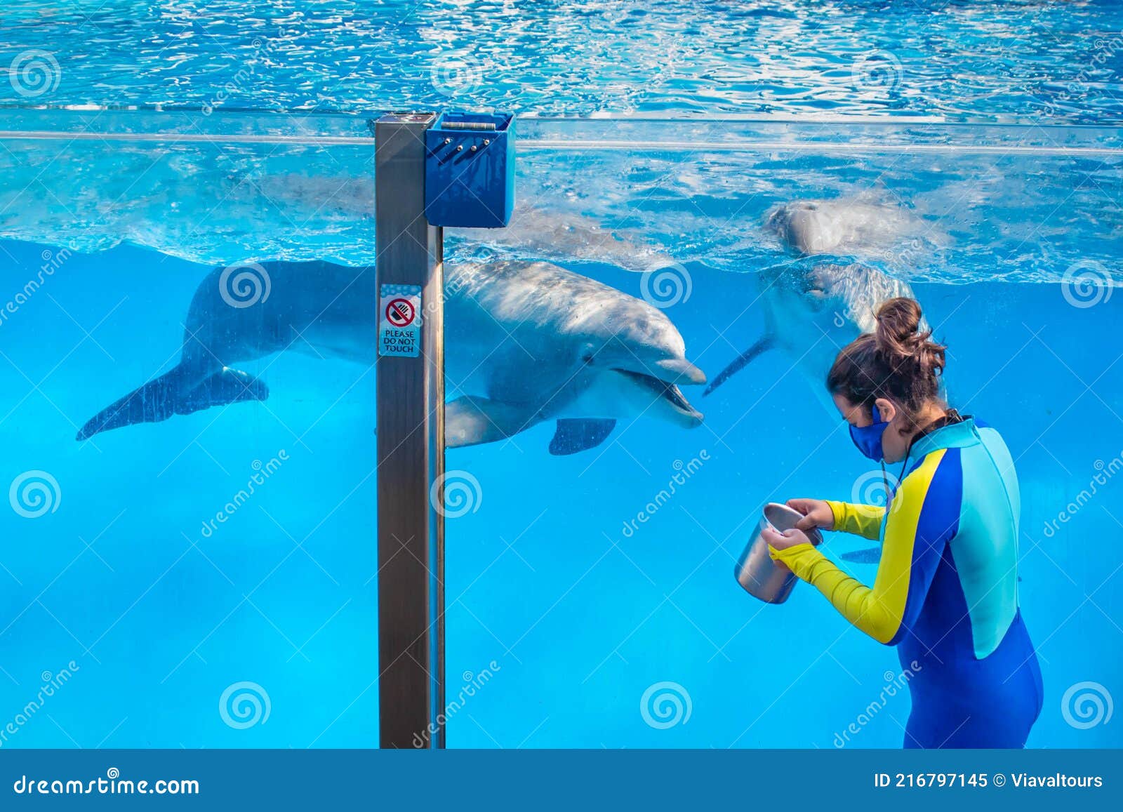 trainer-interacted-with-dolphin-in-dolphin-days-show-at-seaworld-10