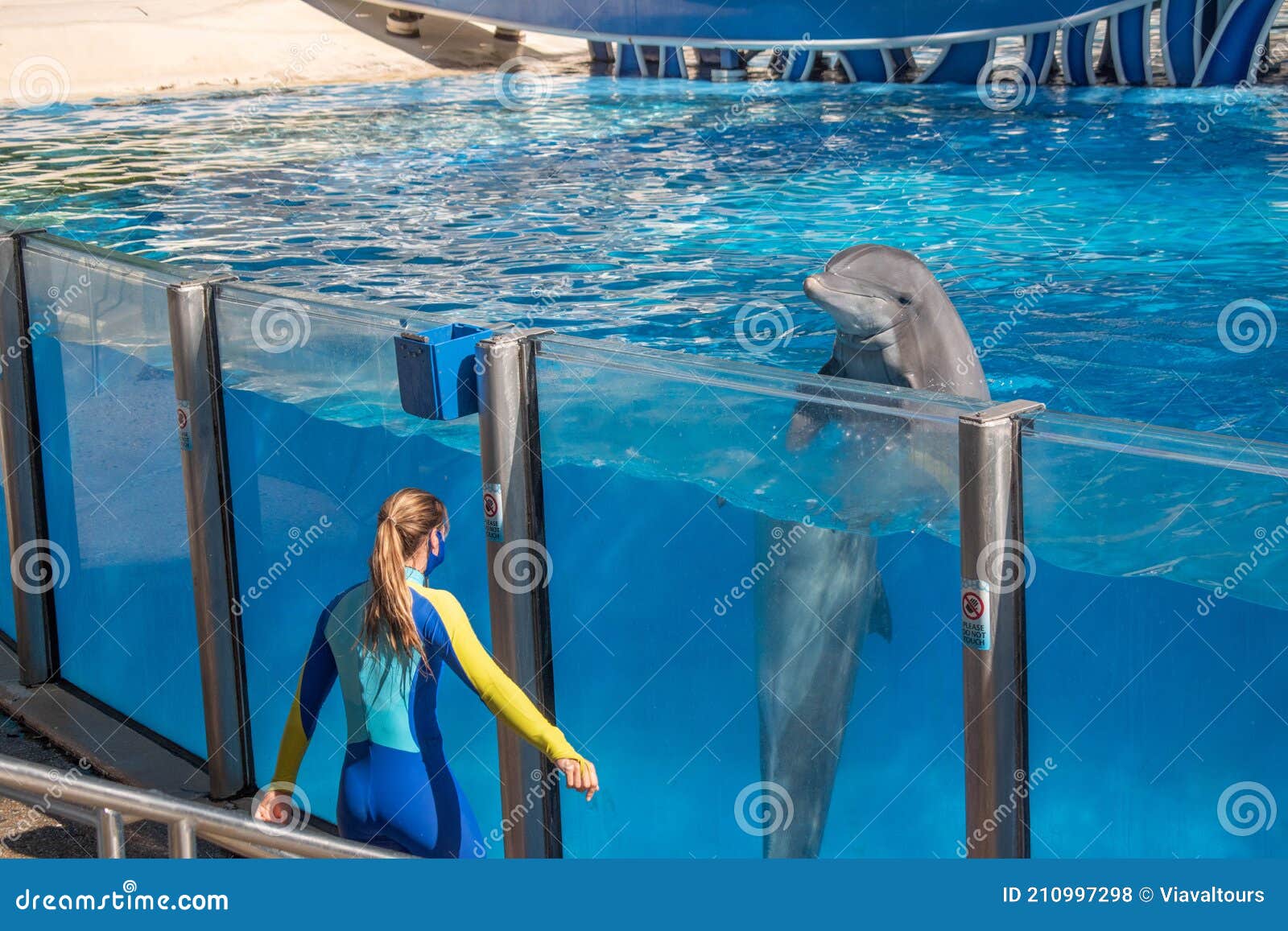 Trainer Interacting with Nice Dolphin in Dolphin Days Show at Seaworld ...