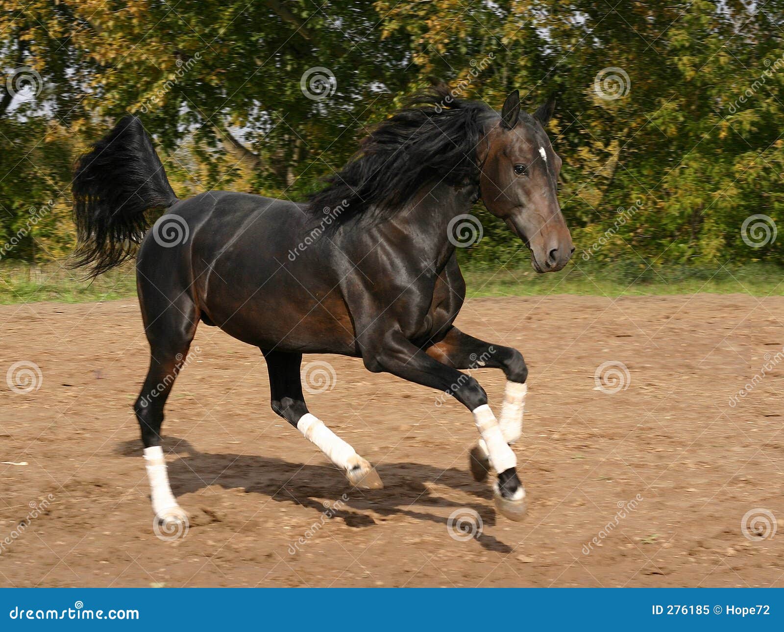 orlov trotter on the move