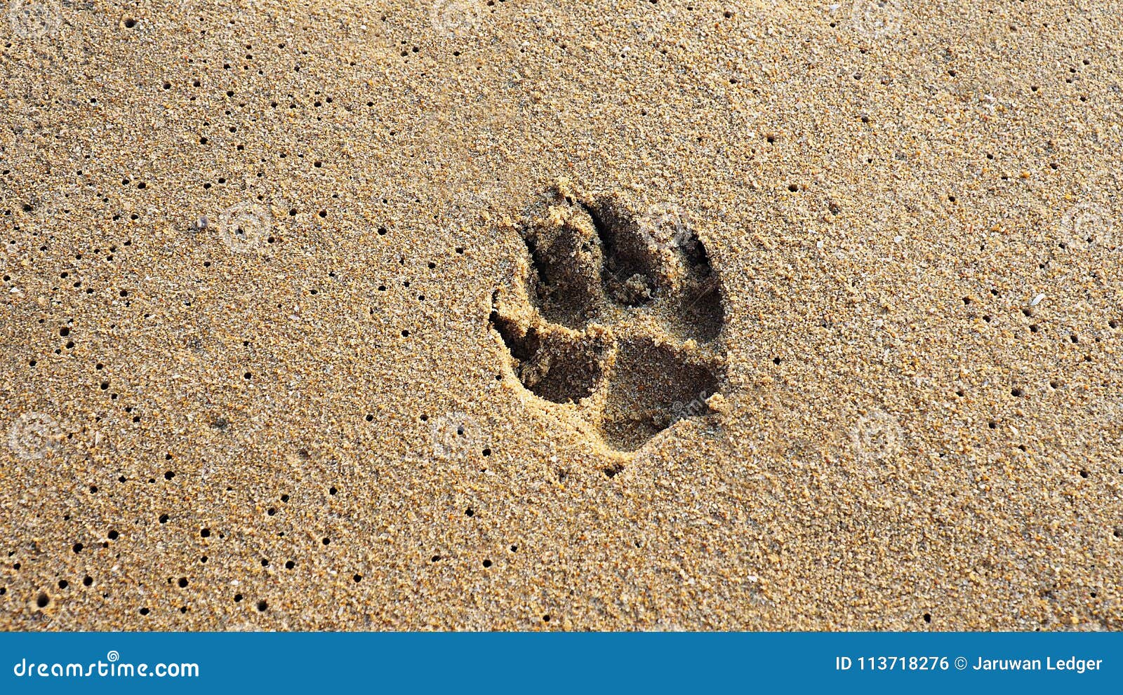 Orma Del Cane Sulla Sabbia Della Spiaggia Sfondo Naturale Fotografia Stock Immagine Di Seaside Nero 113718276